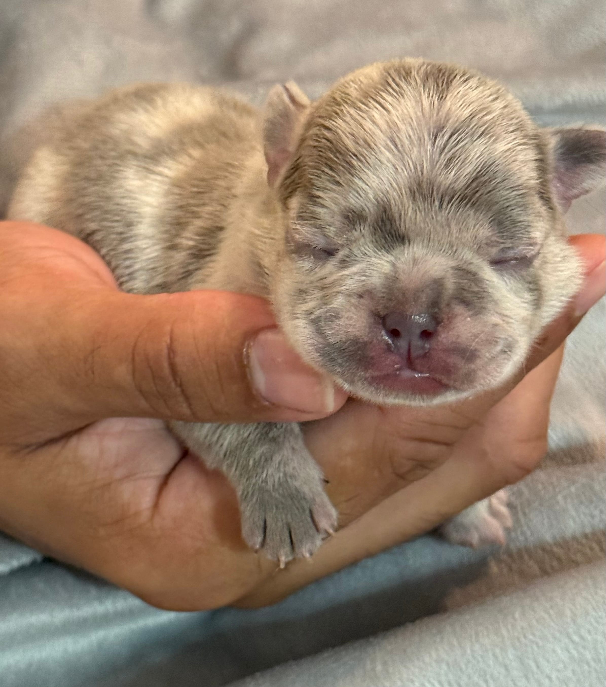 Marshmellow – French Bulldog puppy for sale in Portsmouth, VA