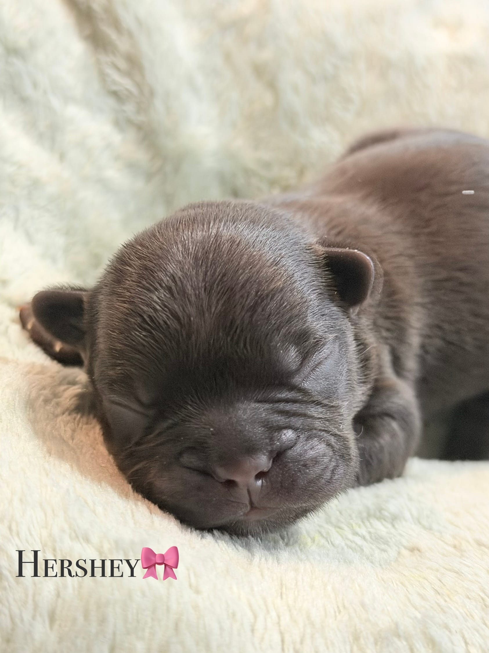 Hershey – French Bulldog puppy for sale in Portsmouth, VA