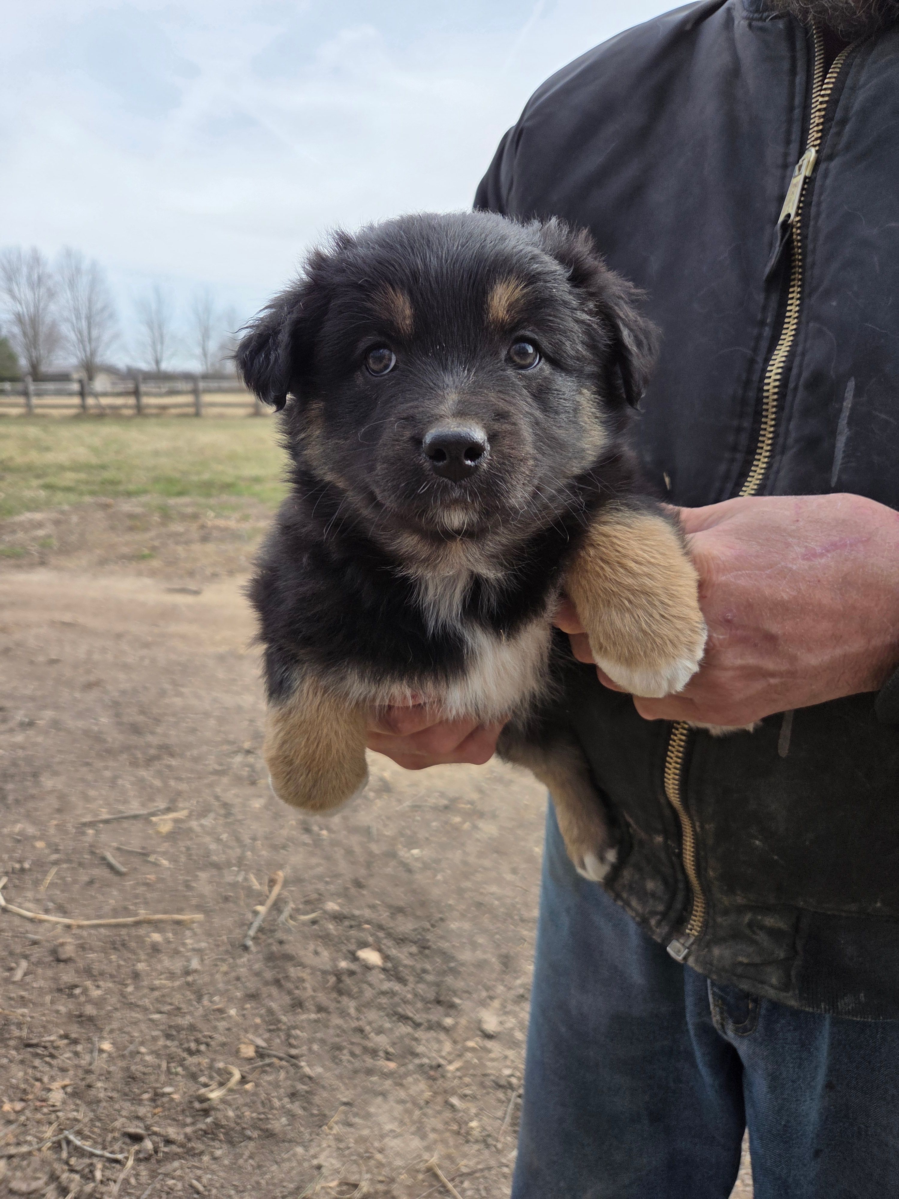 Black Tri F – Australian Shepherd puppy for sale in Toledo, IL
