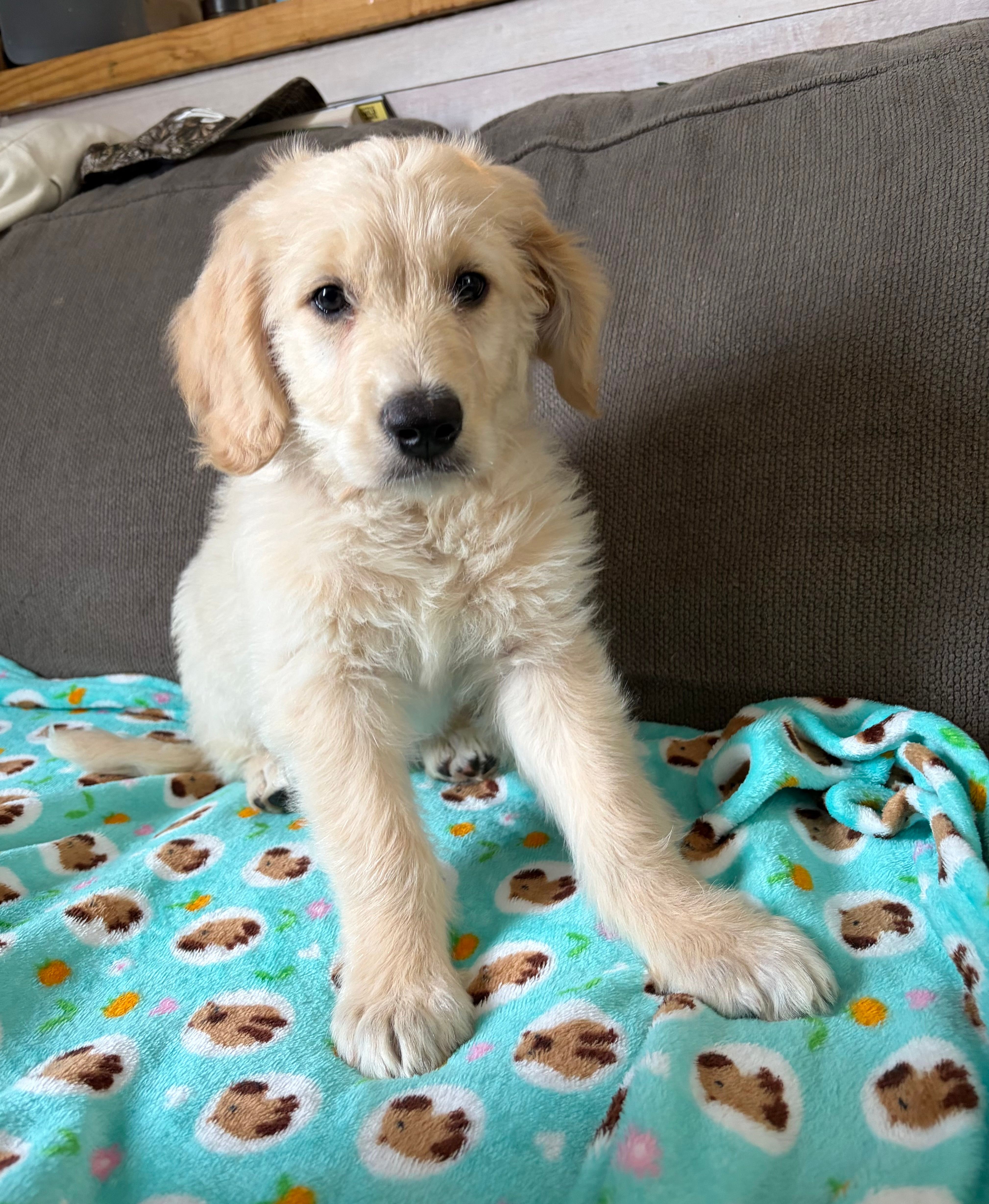 Goldendoodle – Goldendoodle puppy for sale in Fair Grove, MO