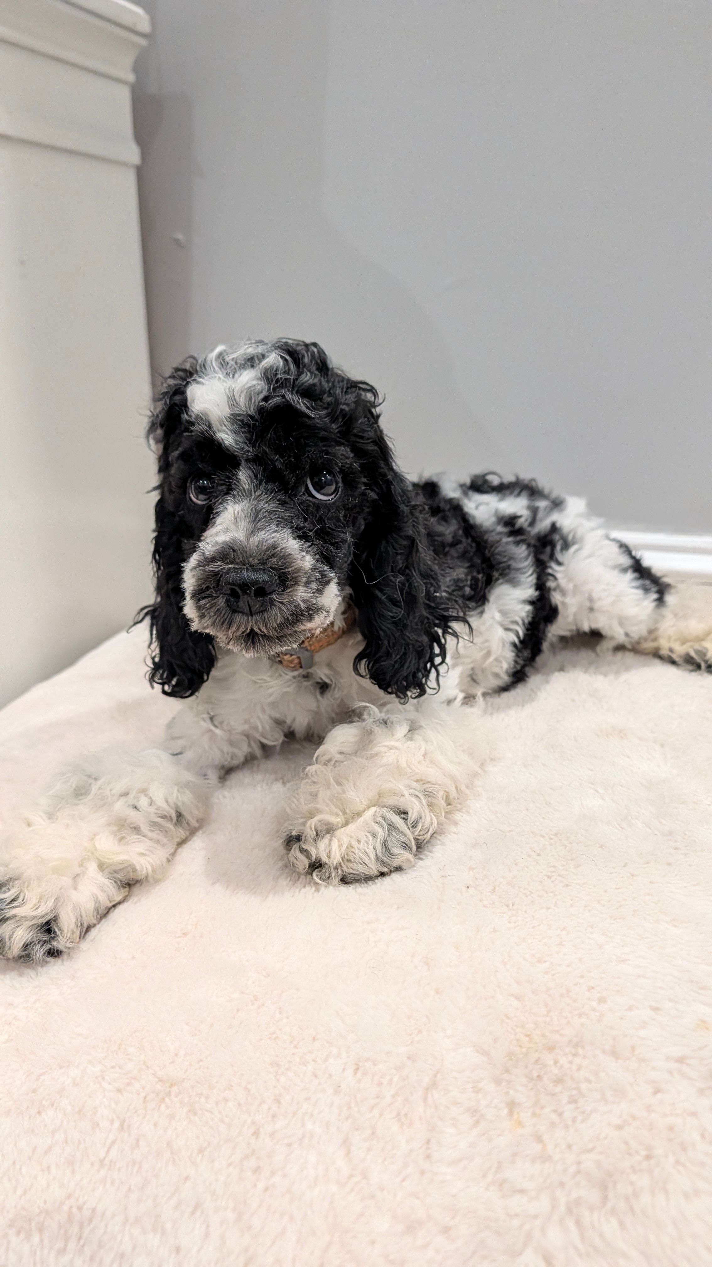 Lucky (F2b) – Cockapoo puppy for sale in Philadelphia, PA