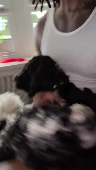 Raven (F2b), a female Cockapoo for sale in Philadelphia, PA – 2 of 10