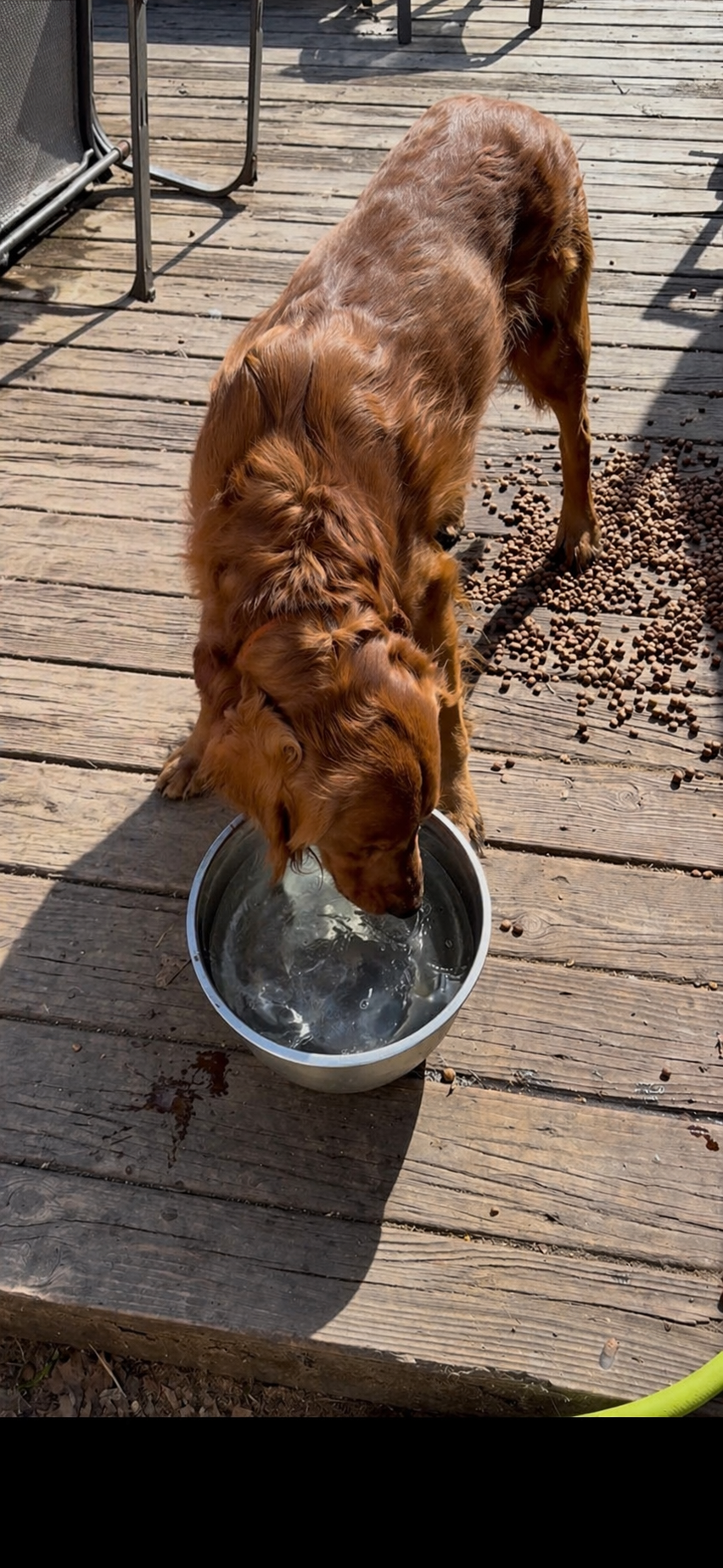 AKC oso – Golden Retriever puppy for sale in Chicago, IL