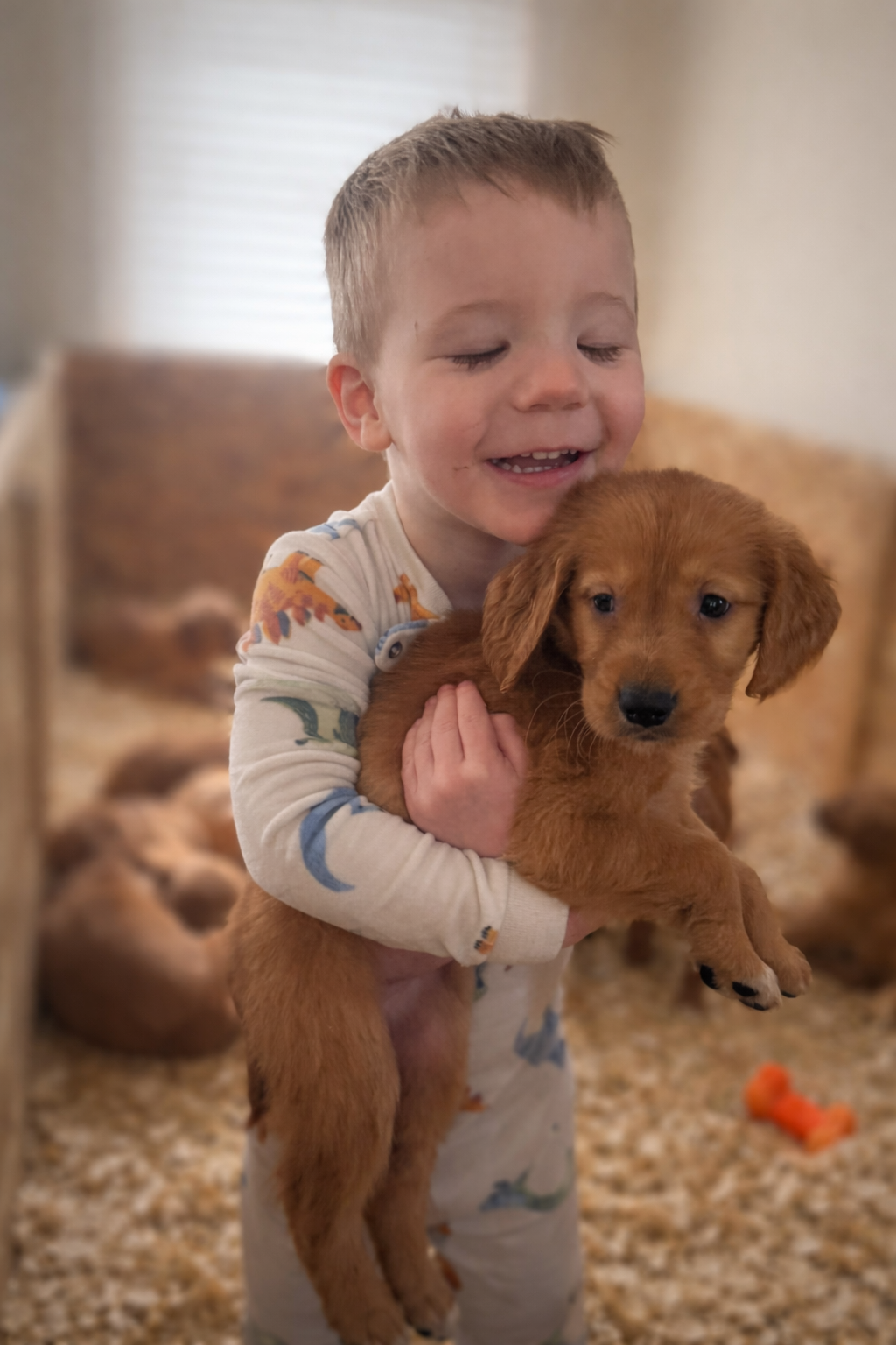 Female – Golden Retriever puppy for sale in Chicago, IL