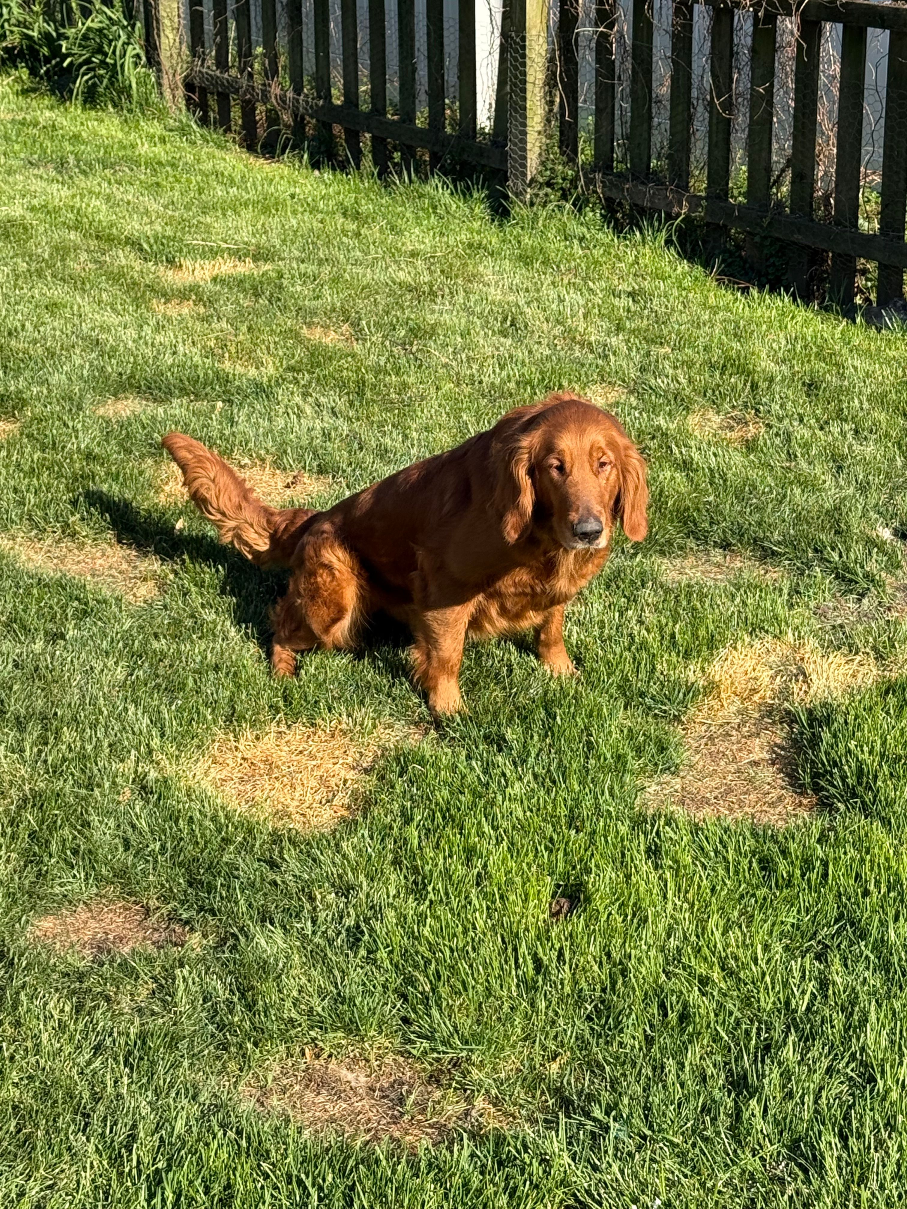 AKC sadie – Golden Retriever puppy for sale in Chicago, IL