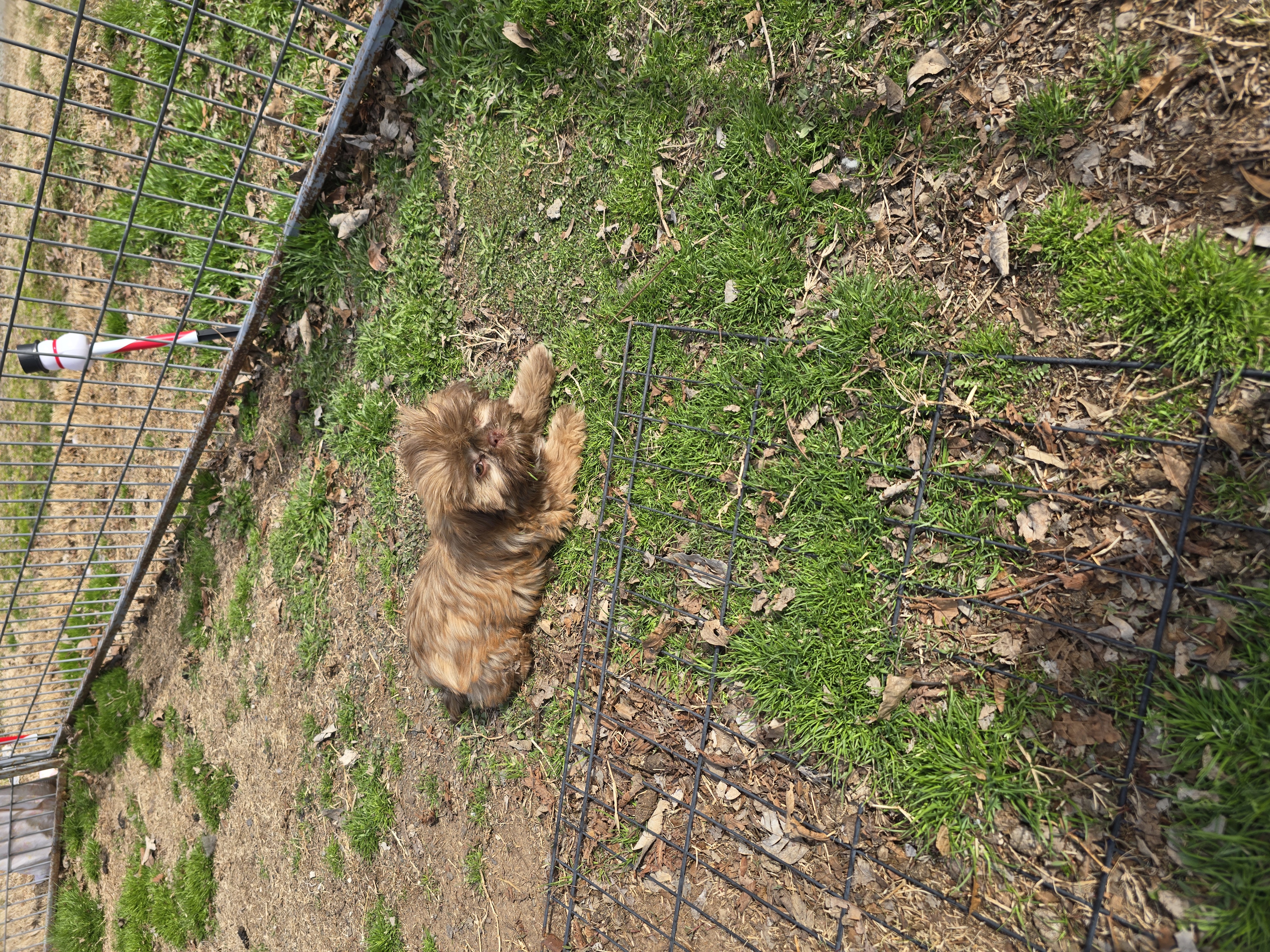 Pretrained Willis  – Shih Tzu puppy for sale in Stigler, OK