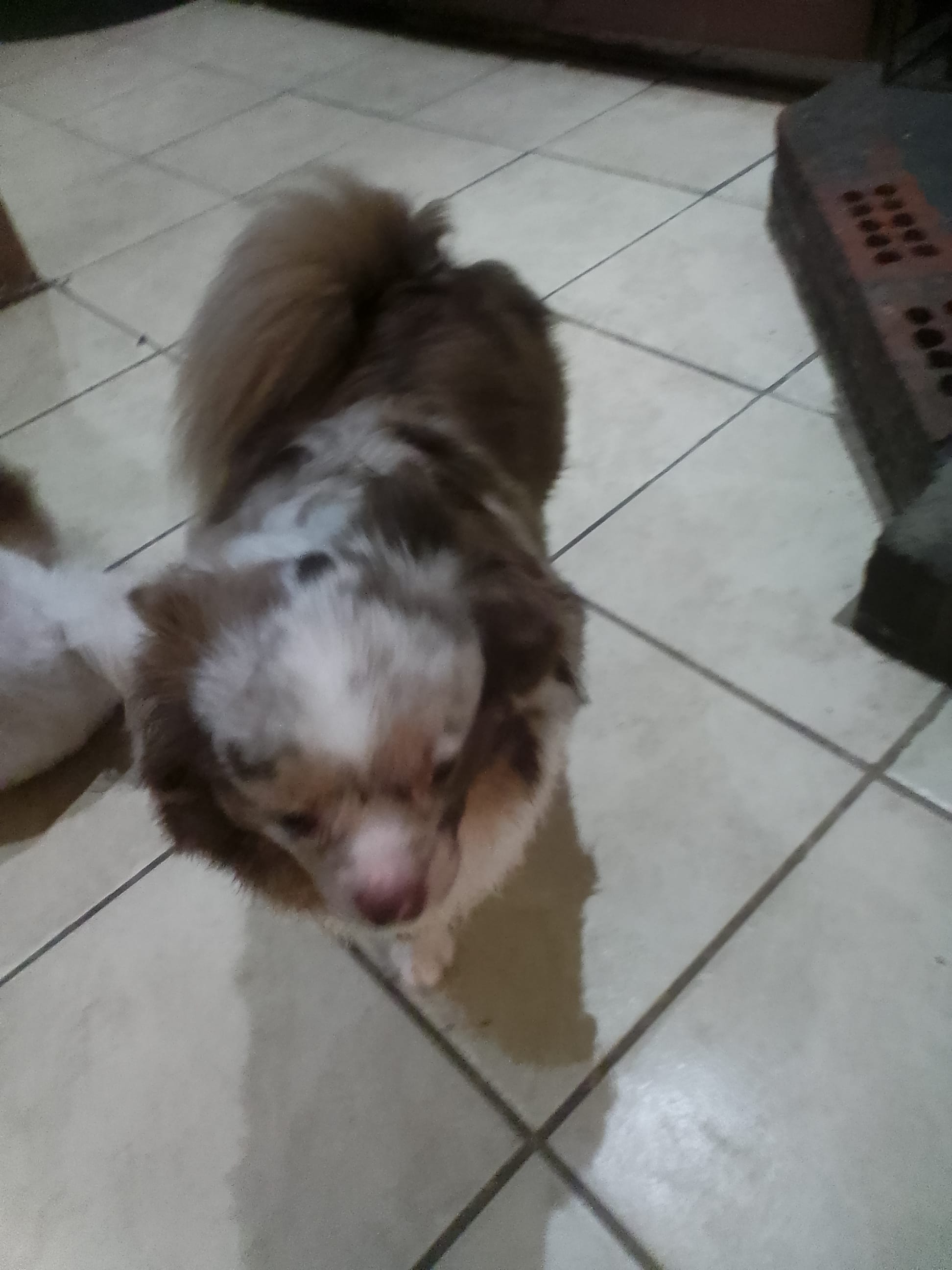 Pebbles  – Chihuahua puppy for sale in Shippensburg, PA