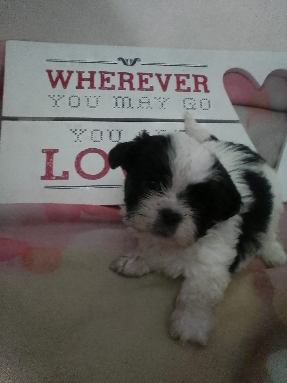 Precious  – Shih Tzu puppy for sale in Shippensburg, PA