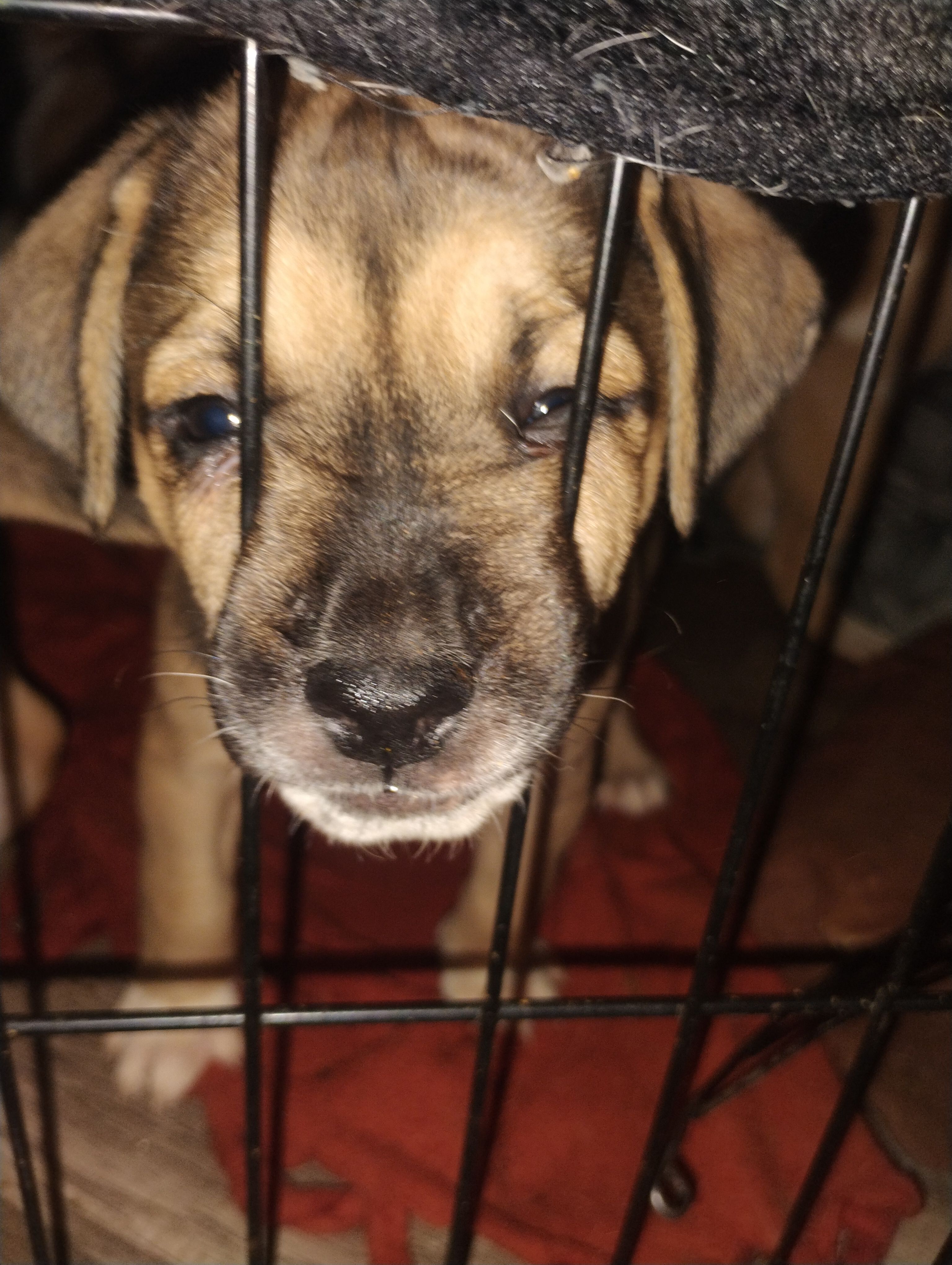 Ava – American Bulldog, Catahoula Leopard Dog puppy for sale in Denver, CO