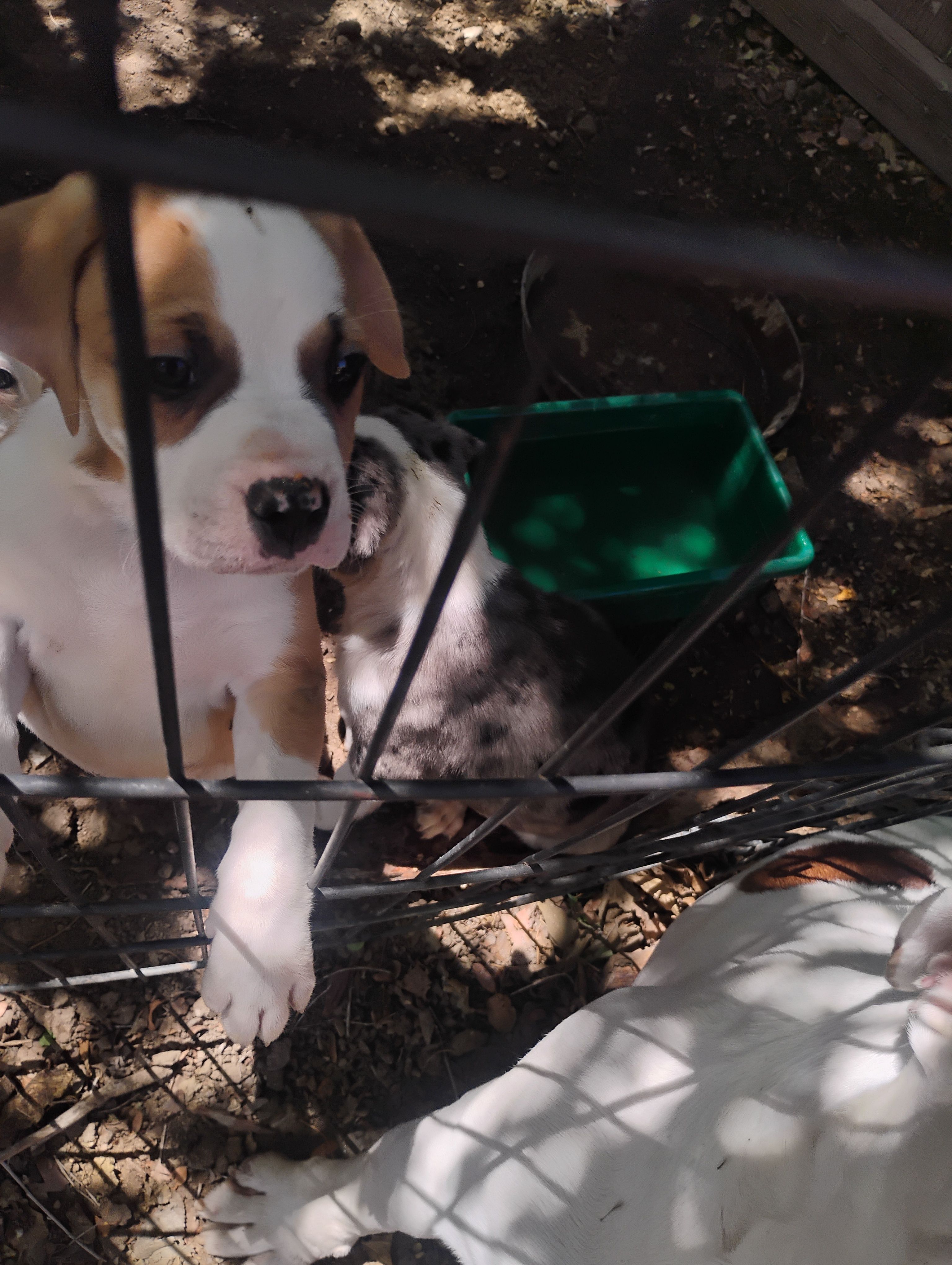 Duke – American Bulldog, Catahoula Leopard Dog puppy for sale in Denver, CO
