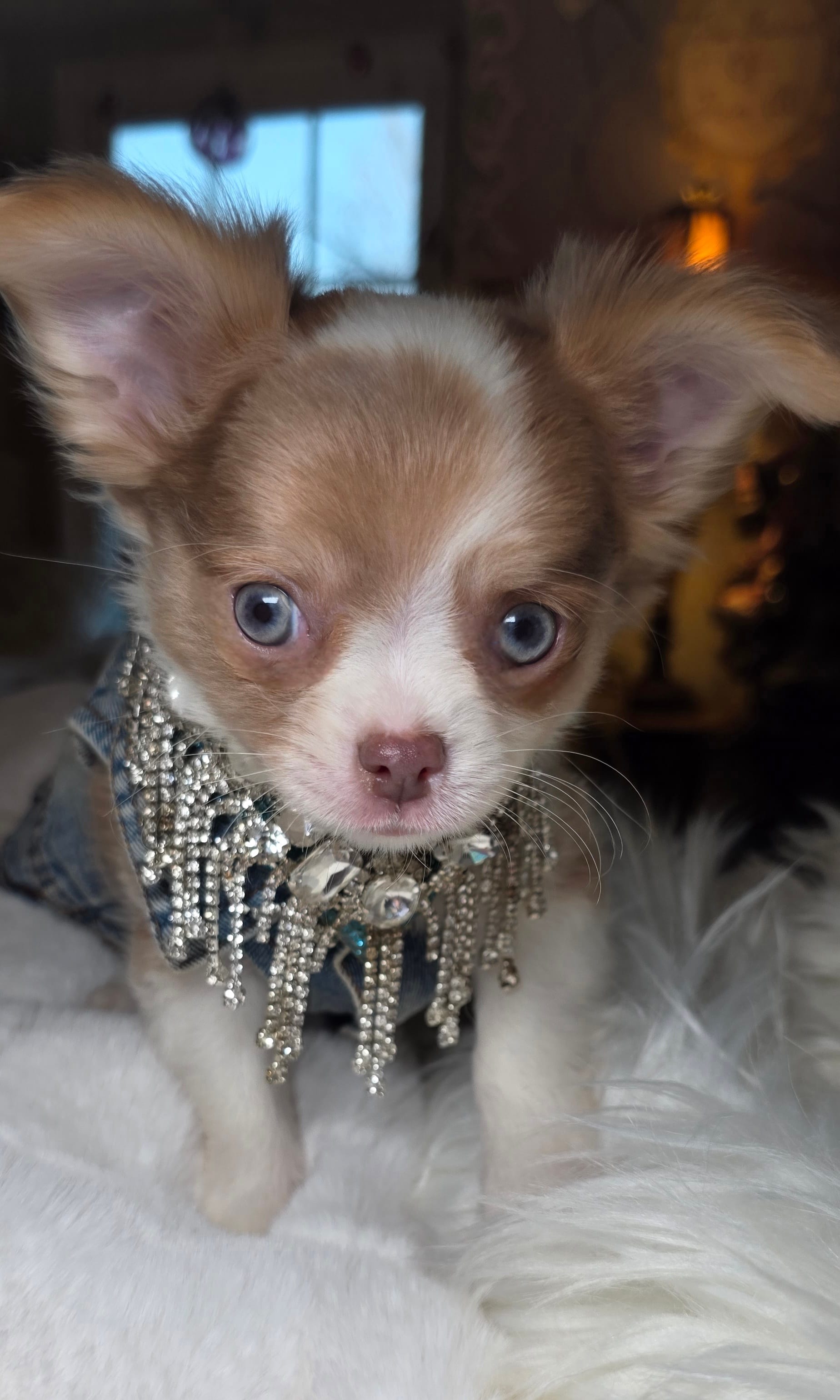 Remy – Chihuahua puppy for sale in New Boston, NH