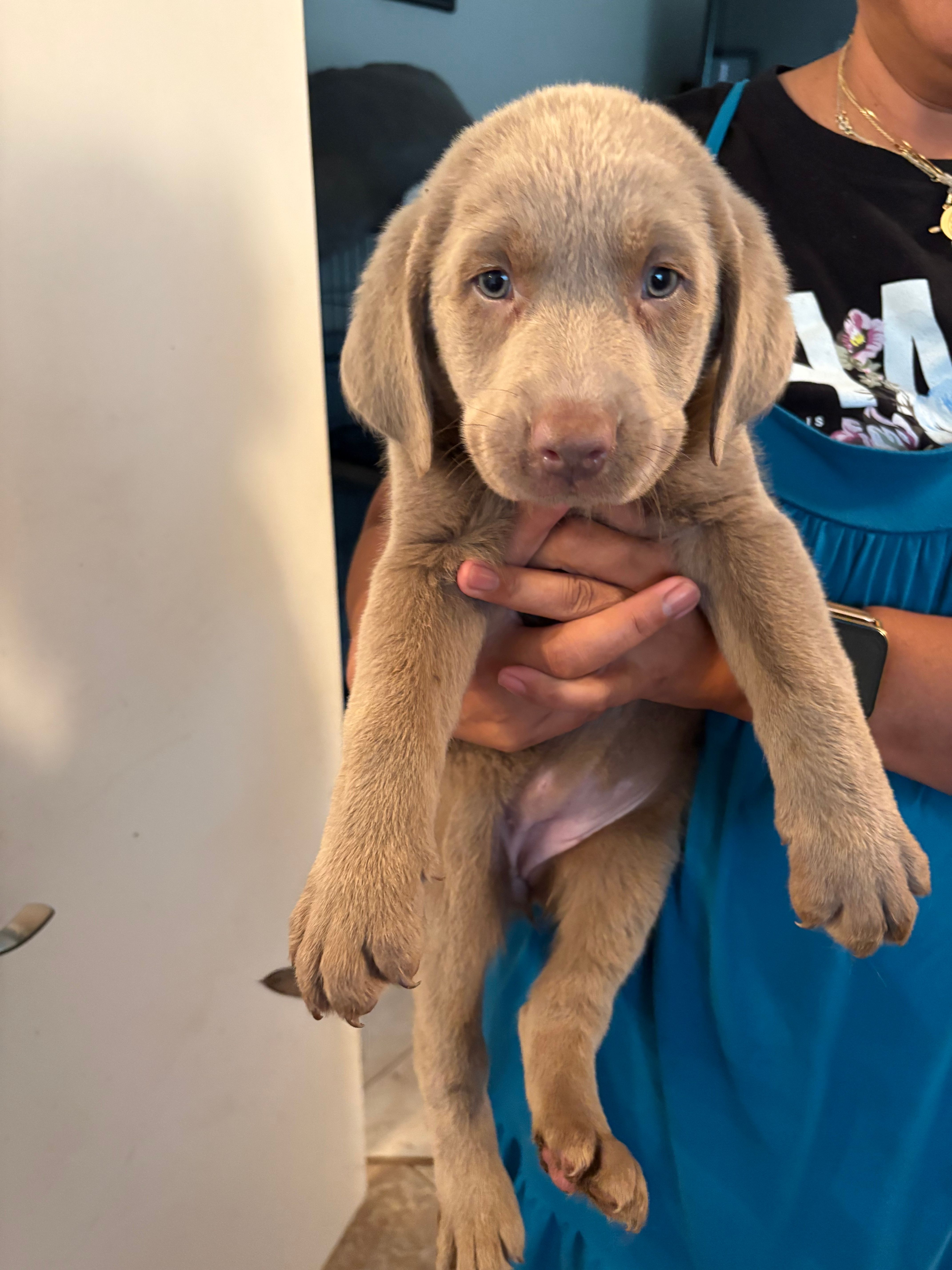 Silver Lab Female. MB-2 – Labrador Retriever puppy for sale in Riverview, FL