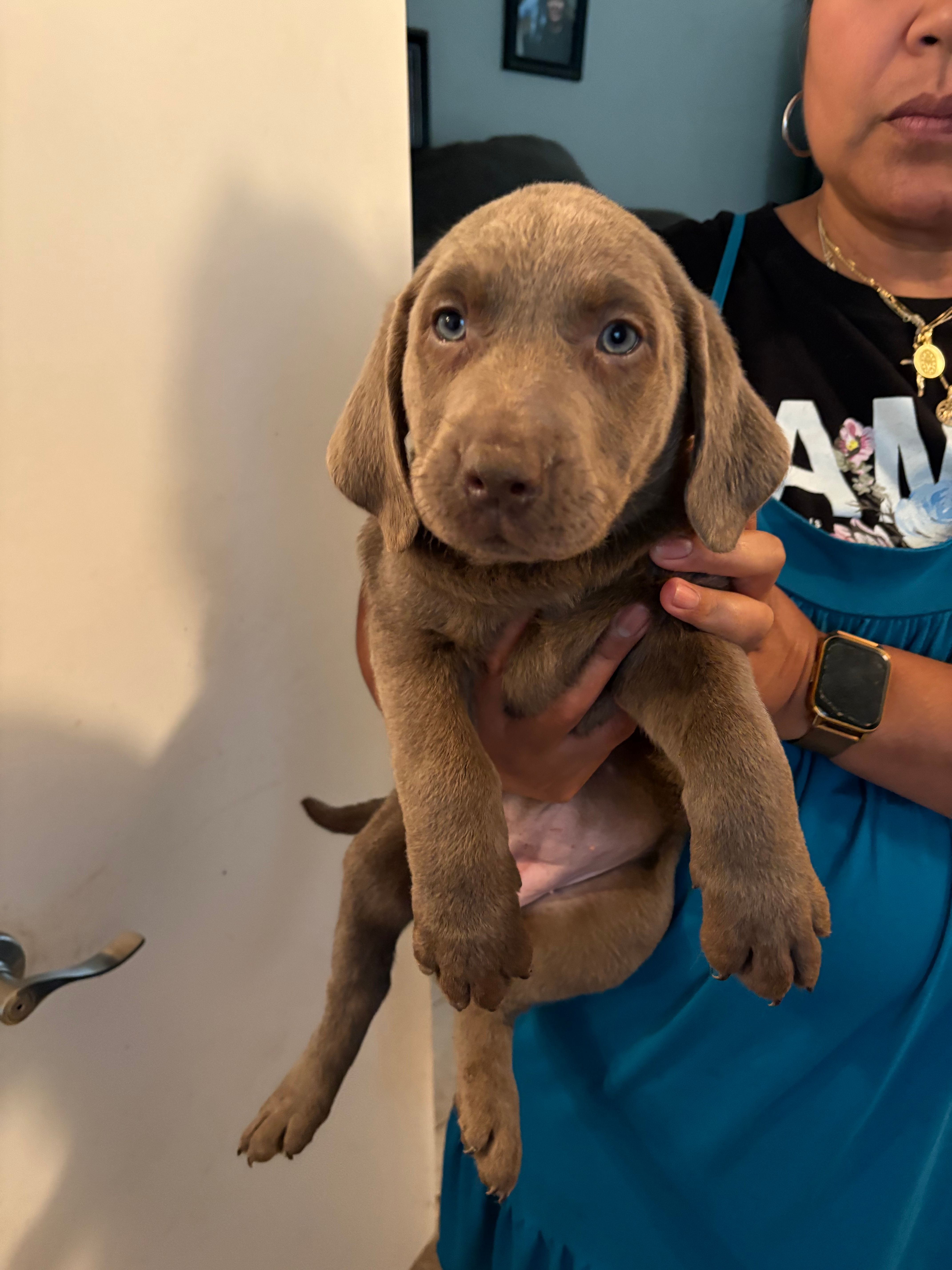 Silver Female Lab MB-1 – Labrador Retriever puppy for sale in Riverview, FL