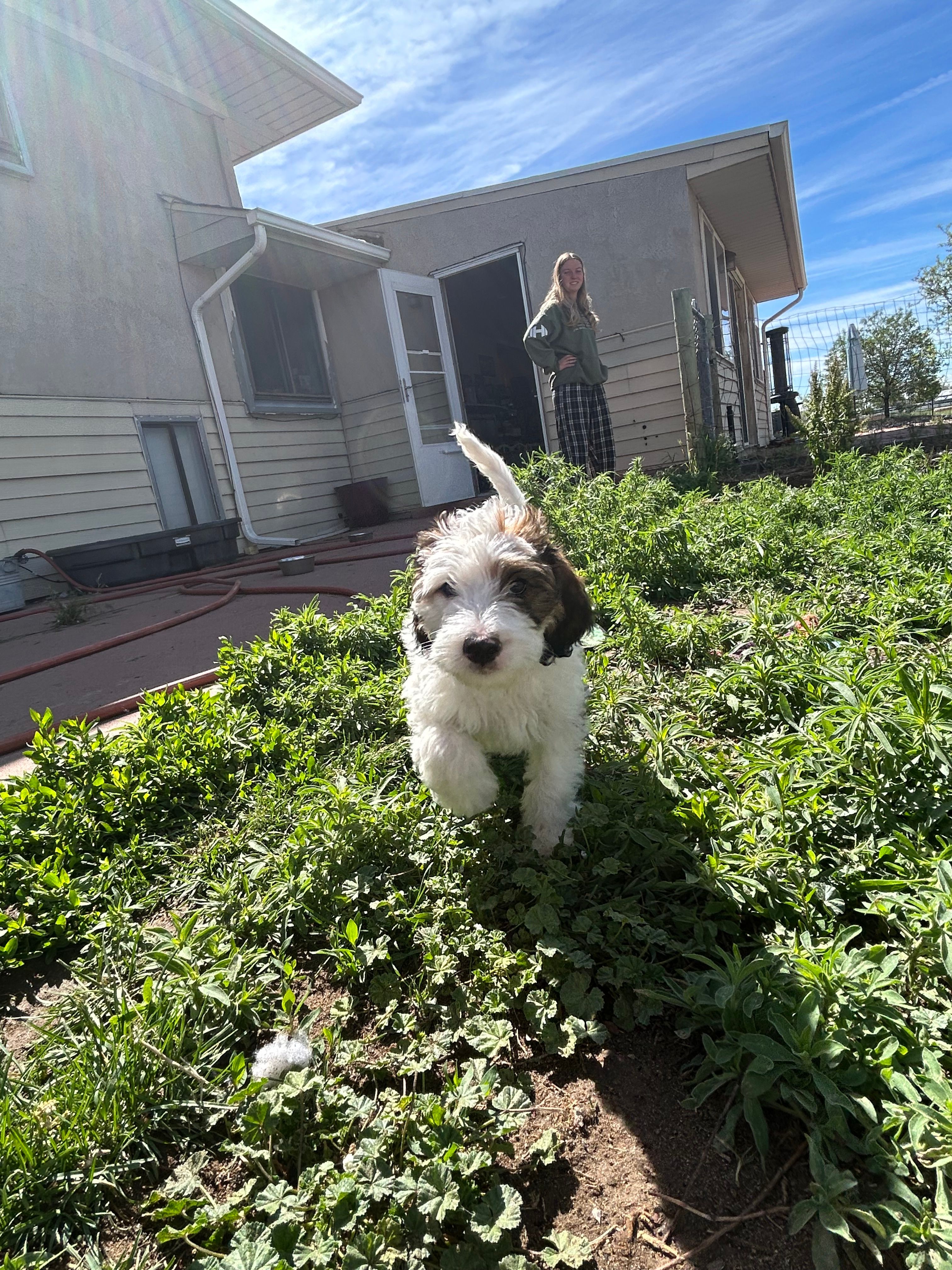 Cow – Miniature Bernedoodle, Miniature Goldendoodle puppy for sale in Brighton, CO