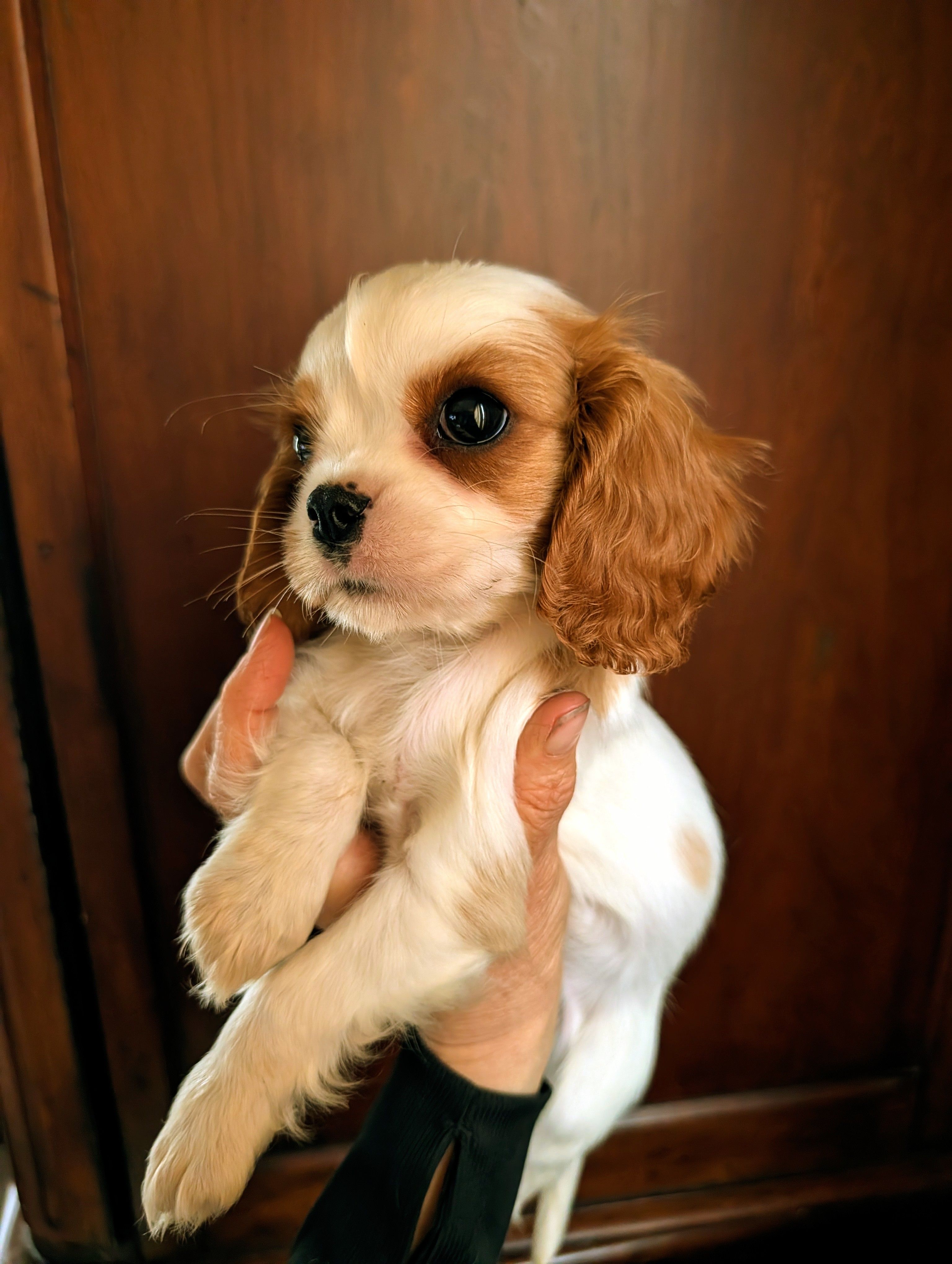 Chrissy – Cavalier King Charles Spaniel puppy for sale in Centuria, WI