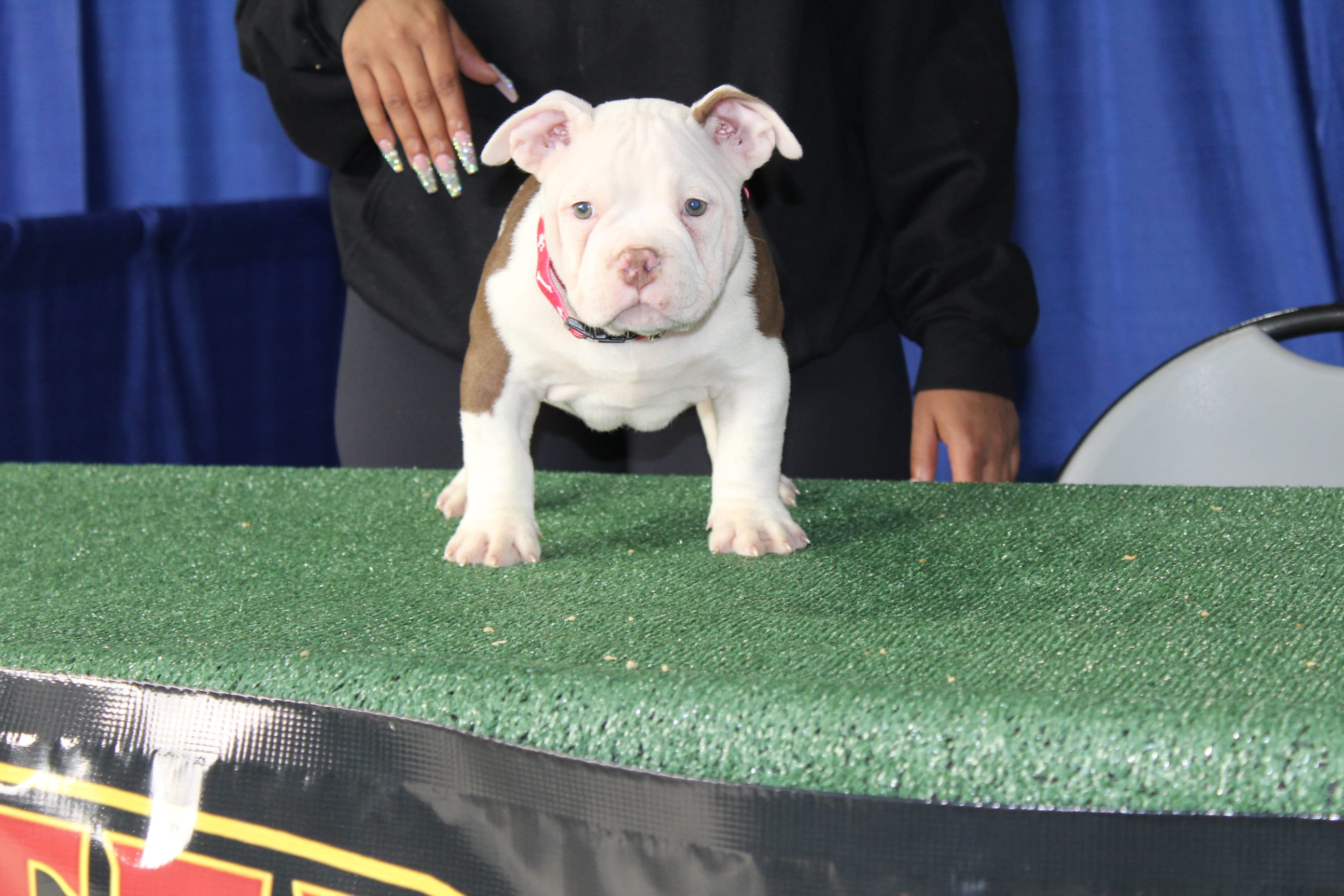 COWBOY – American Bully puppy for sale in Flint, MI