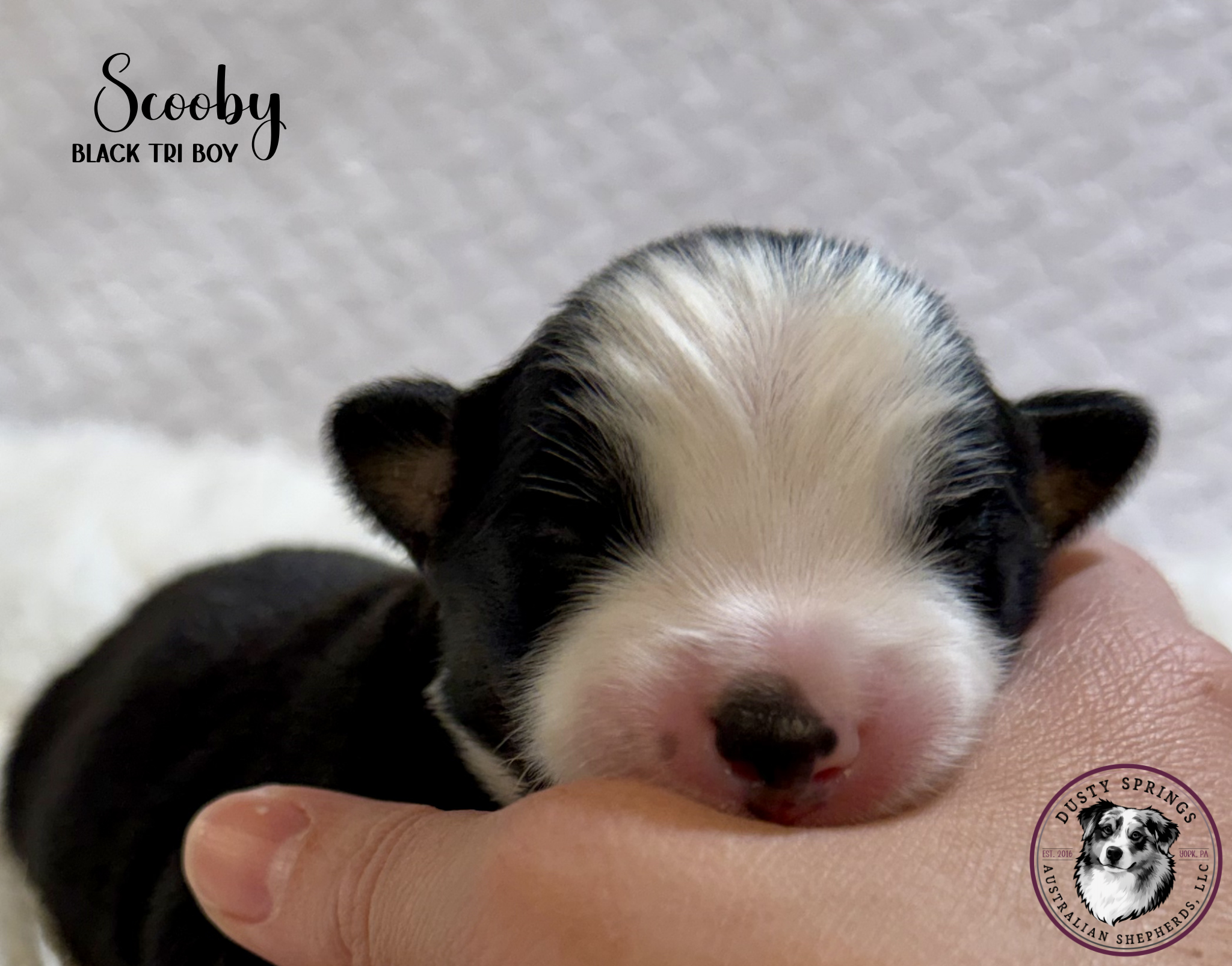 Scooby – Miniature Australian Shepherd puppy for sale in York, PA