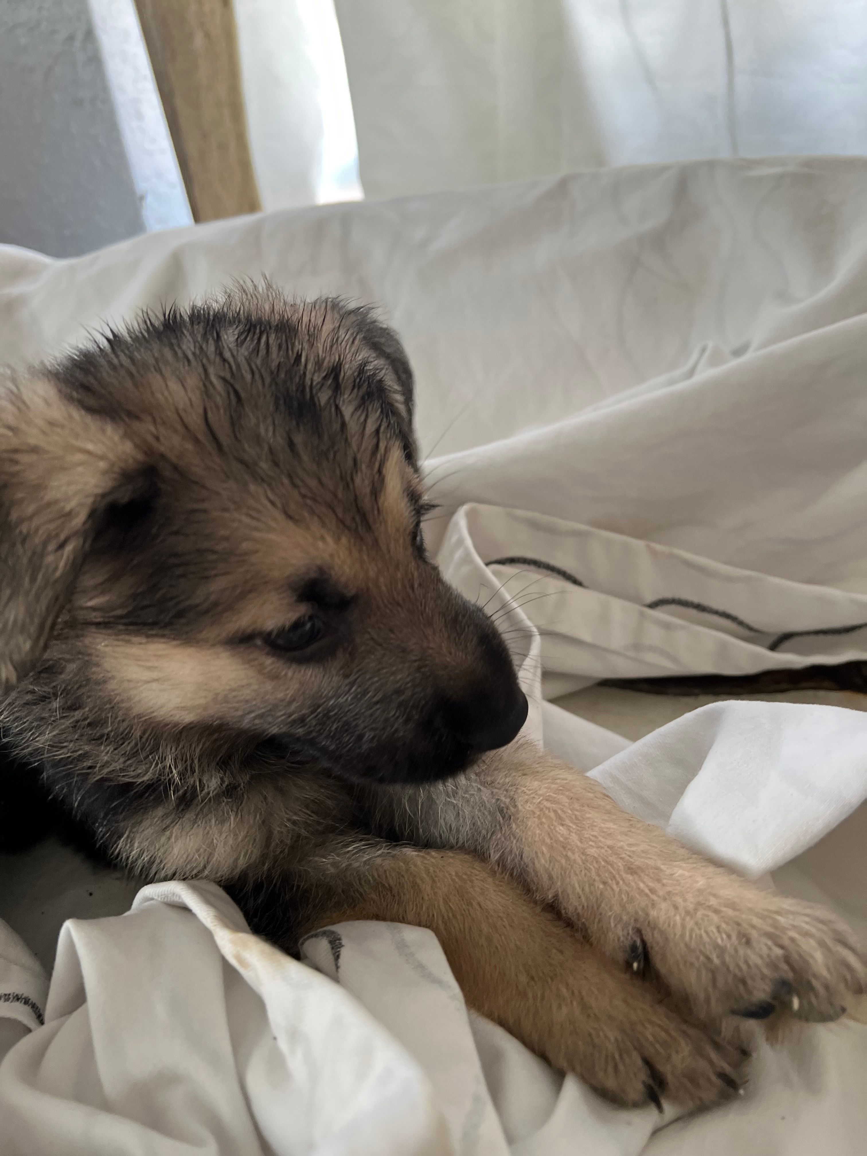 King  – German Shepherd Dog puppy for sale in Miami, FL