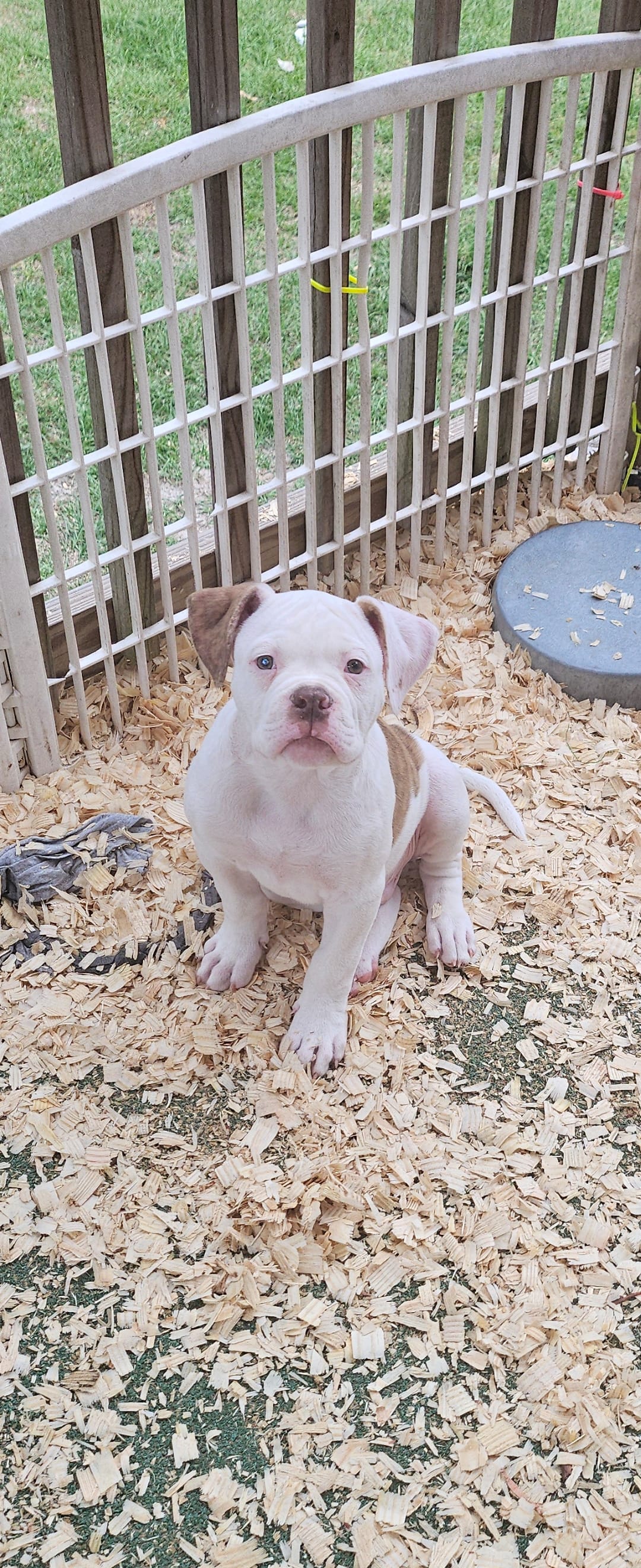Bronx – American Bulldog puppy for sale in Leland, NC