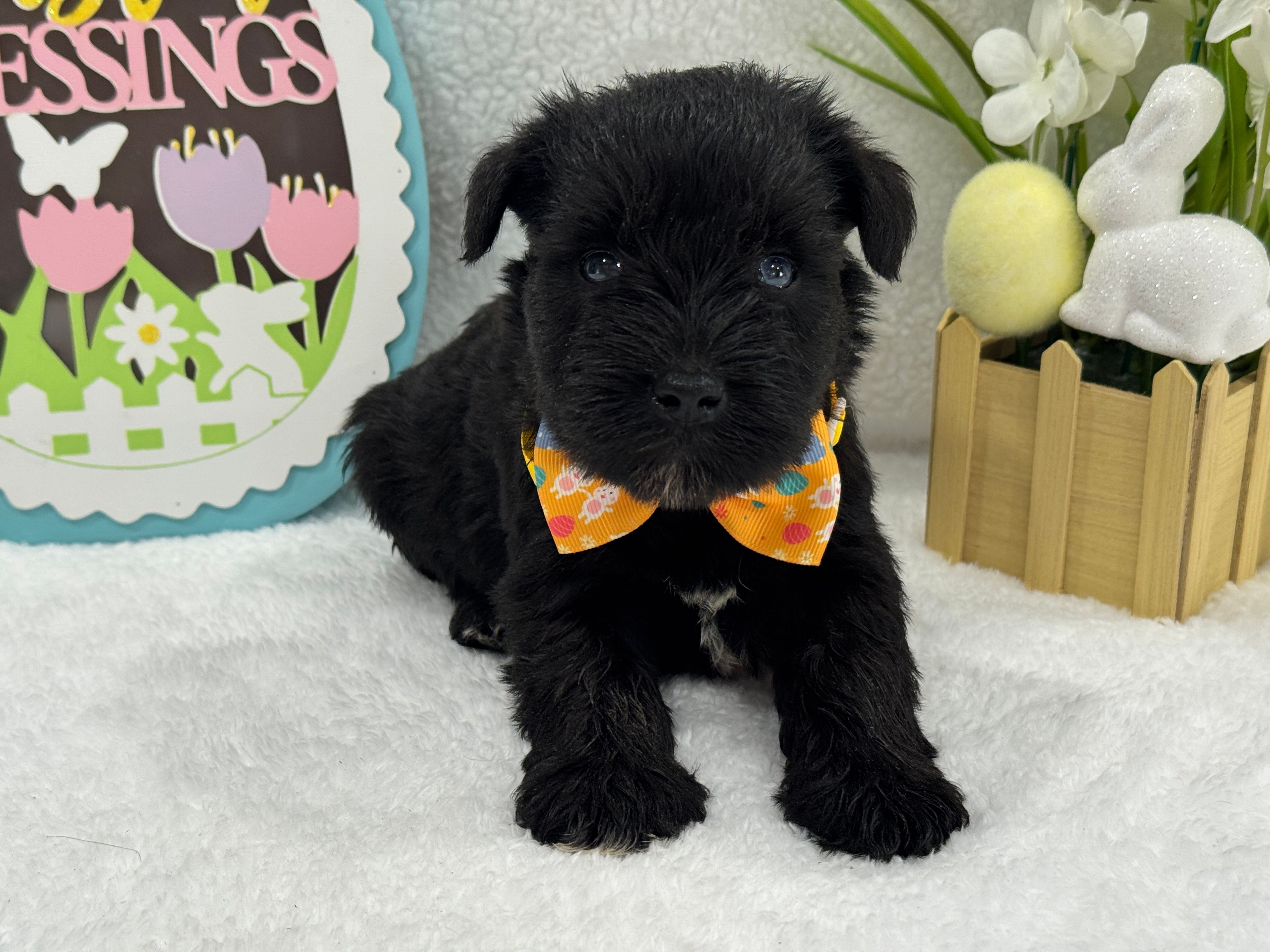 Bleu Male 2 – Miniature Schnauzer puppy for sale in Pageland, SC