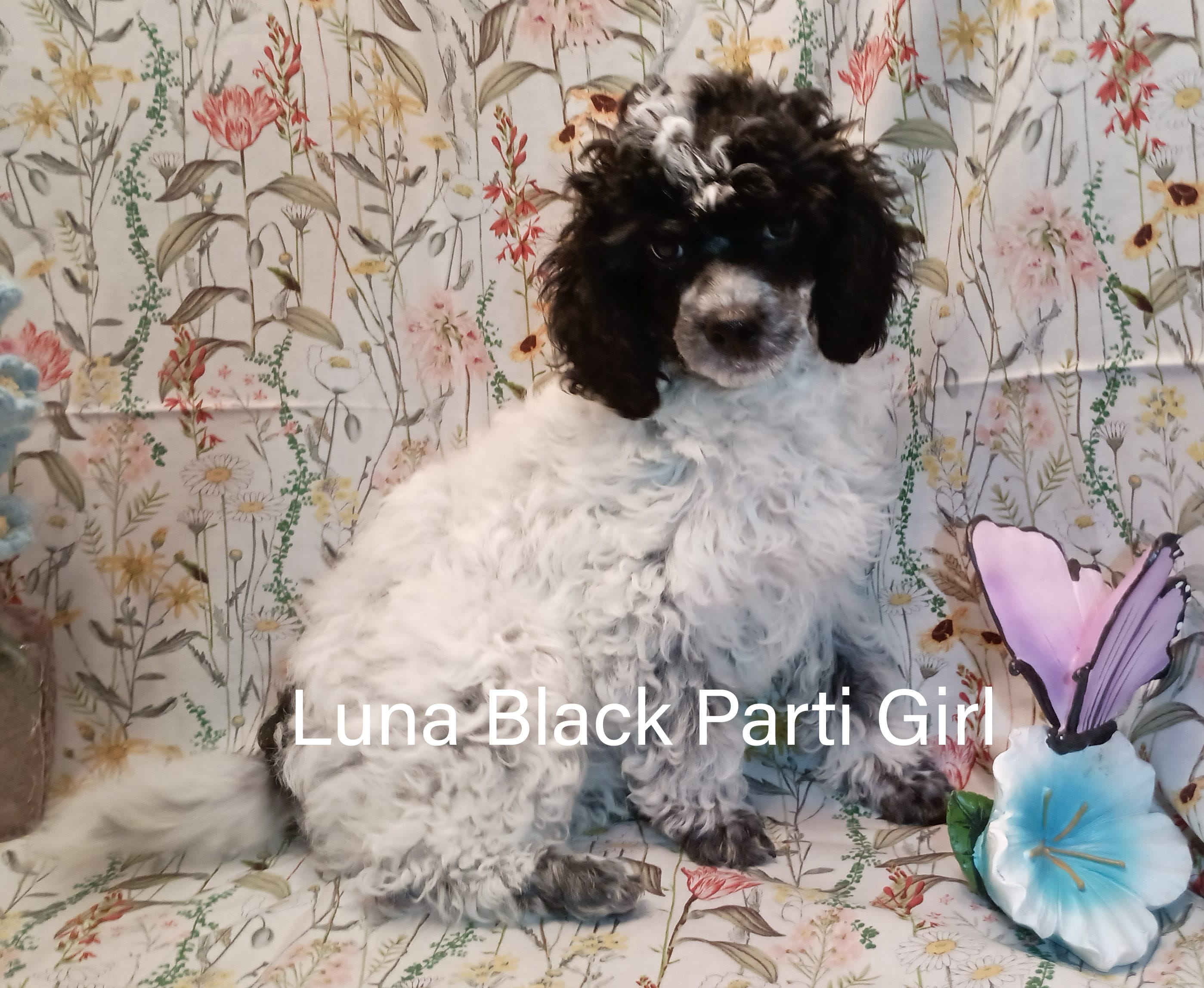 Luna – Poodle - Toy  puppy for sale in Belleview, FL