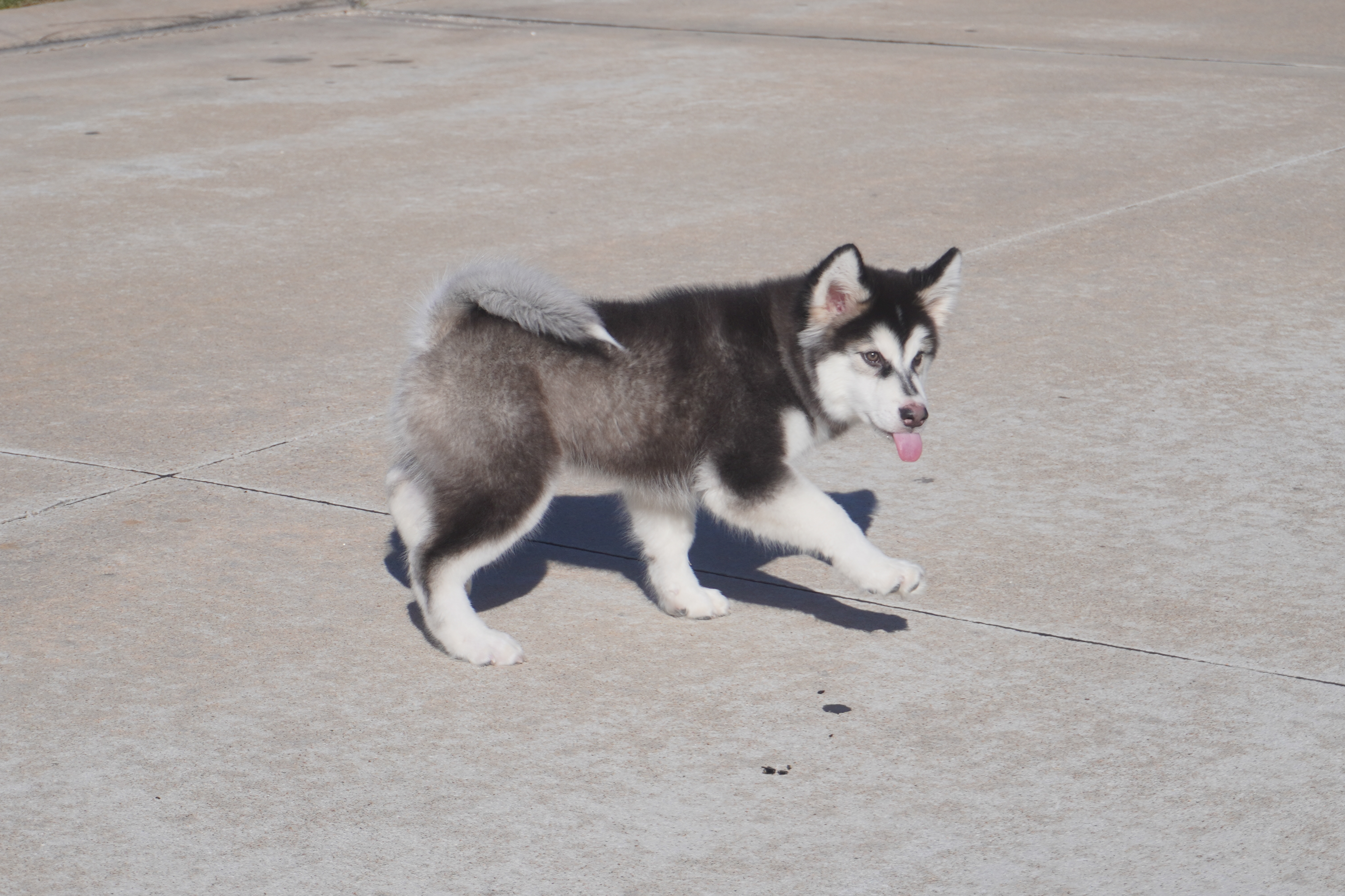 Saseme – Alaskan Malamute puppy for sale in Richmond, TX