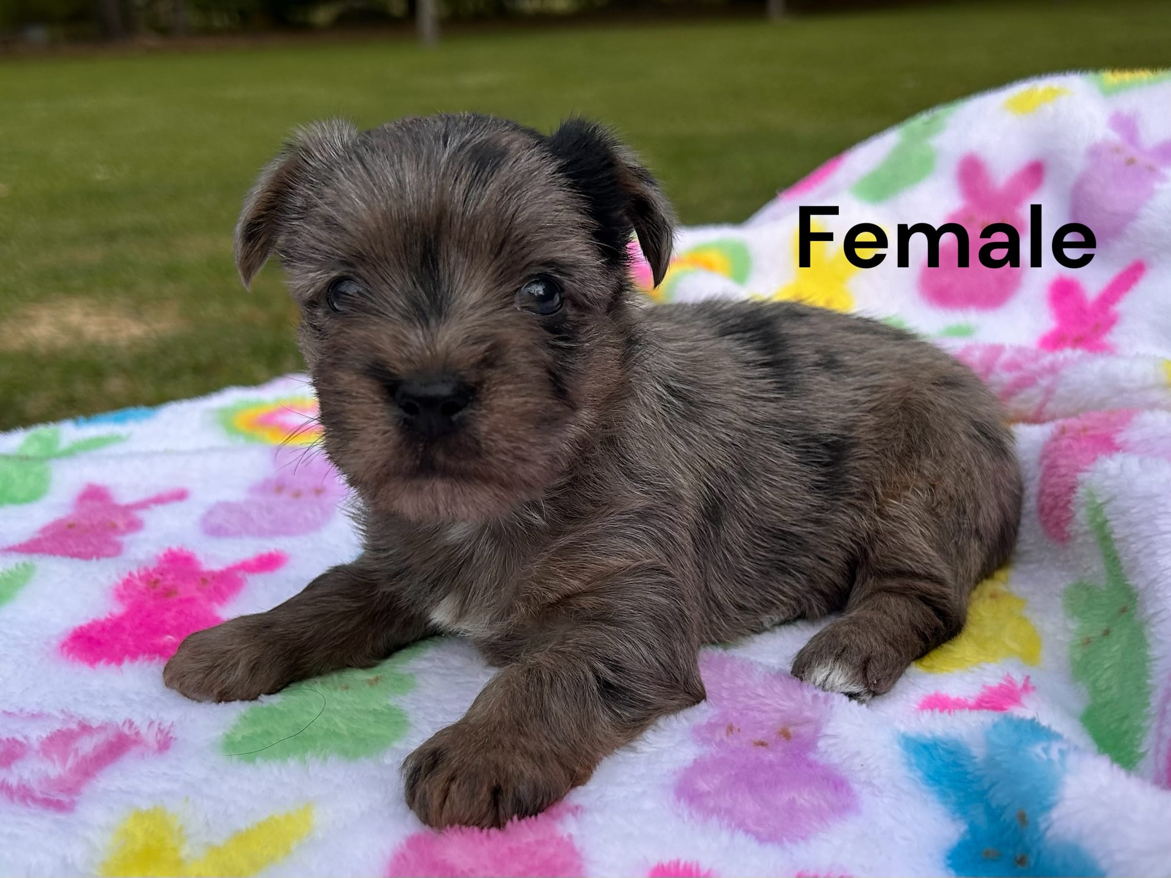 Fancy – Yorkshire Terrier puppy for sale in Walker, LA