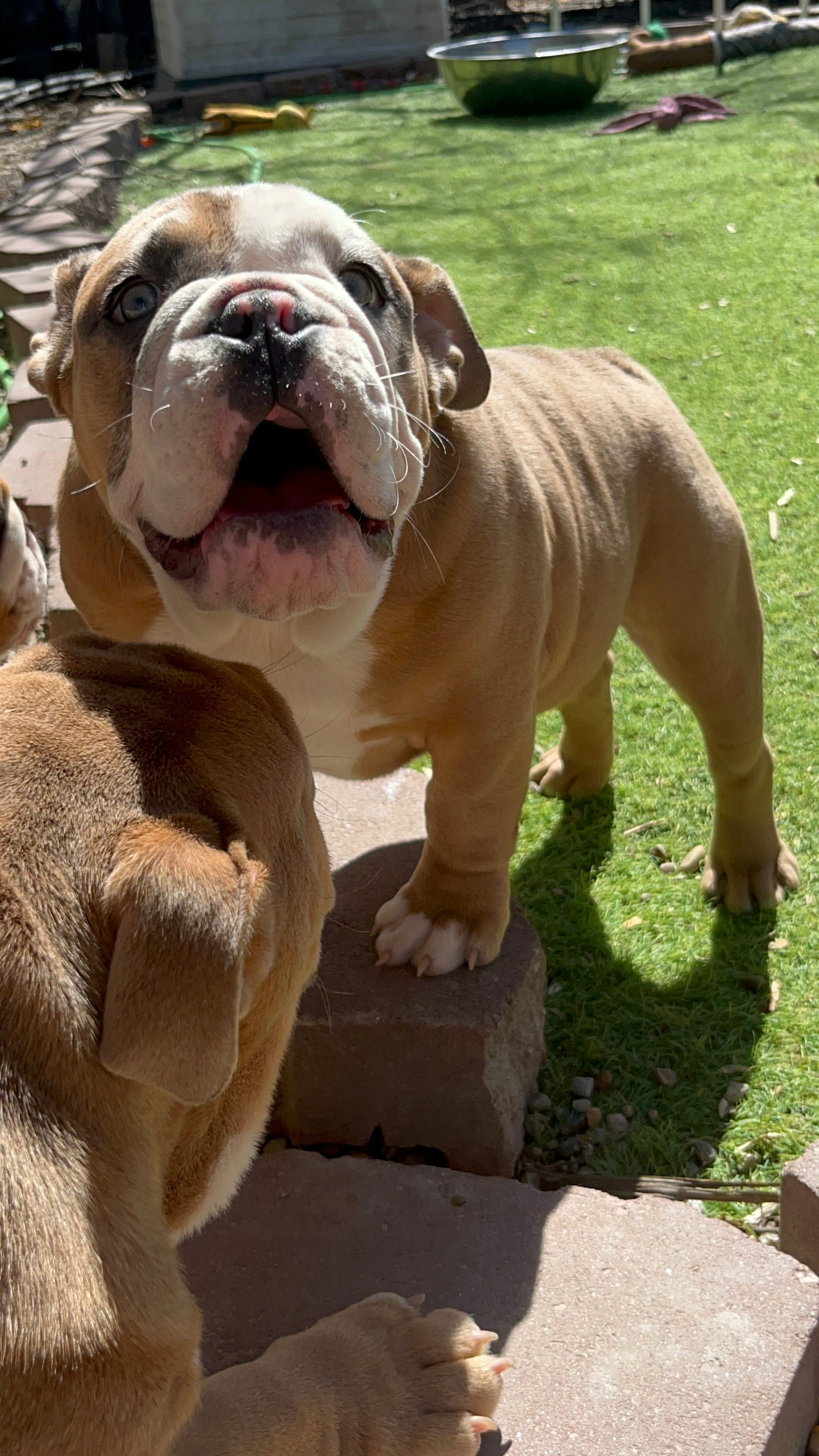 Milo – English Bulldog puppy for sale in Missouri City, MO