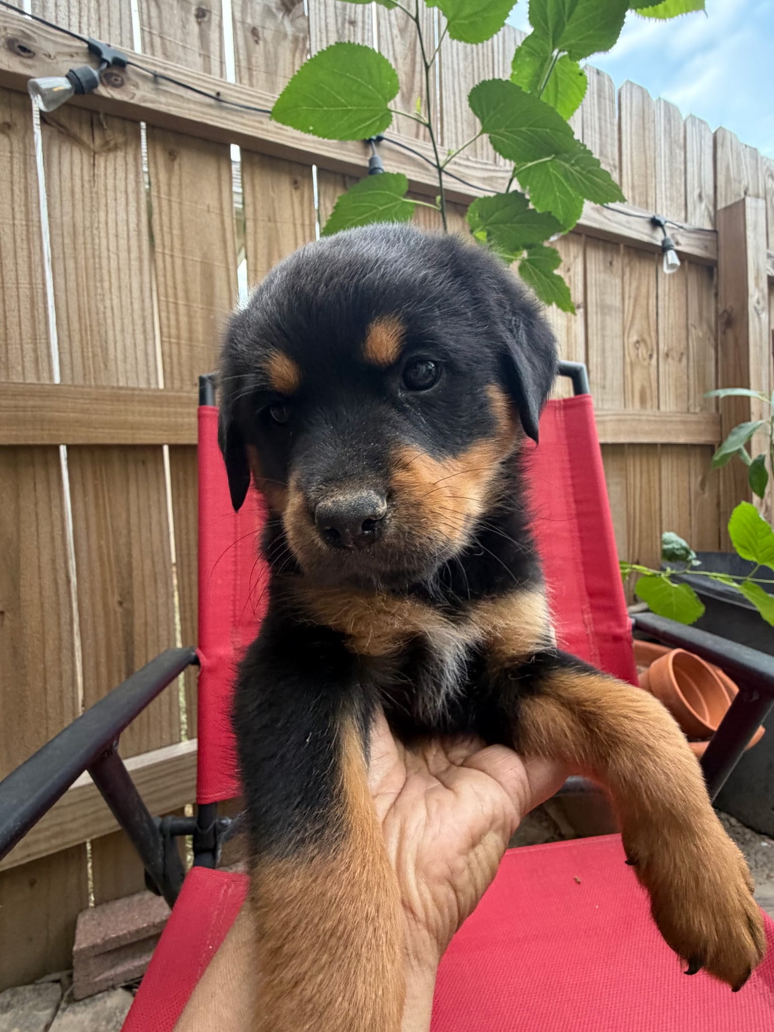 Rottweiler mix  – Rottweiler puppy for sale in Katy, TX