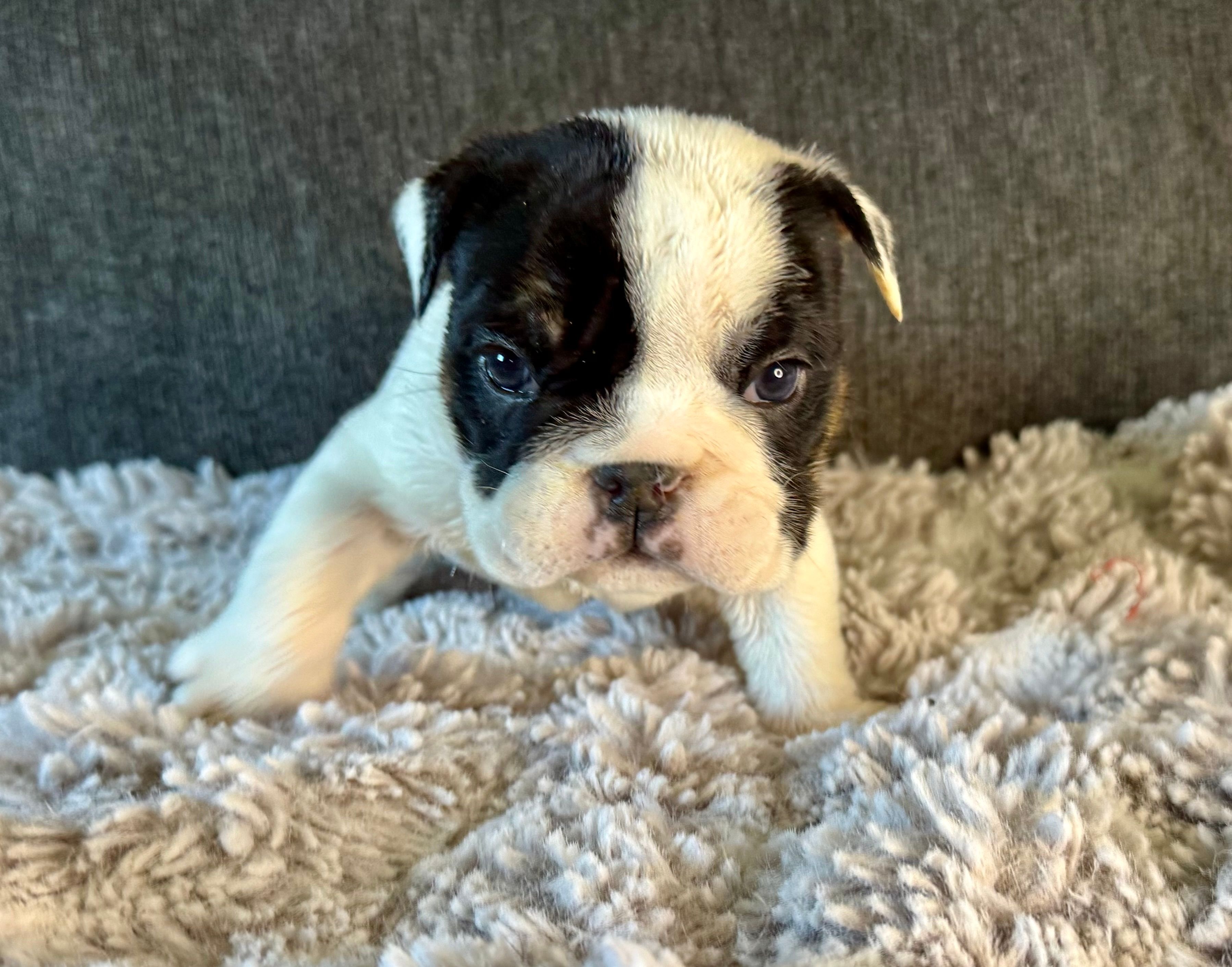 Olaf – English Bulldog puppy for sale in Hinton, IA
