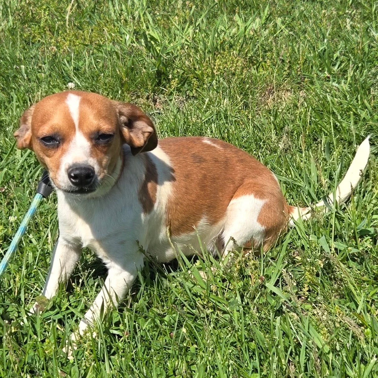 CJ Pocket Beagle – Beagle puppy for sale in Falmouth, KY