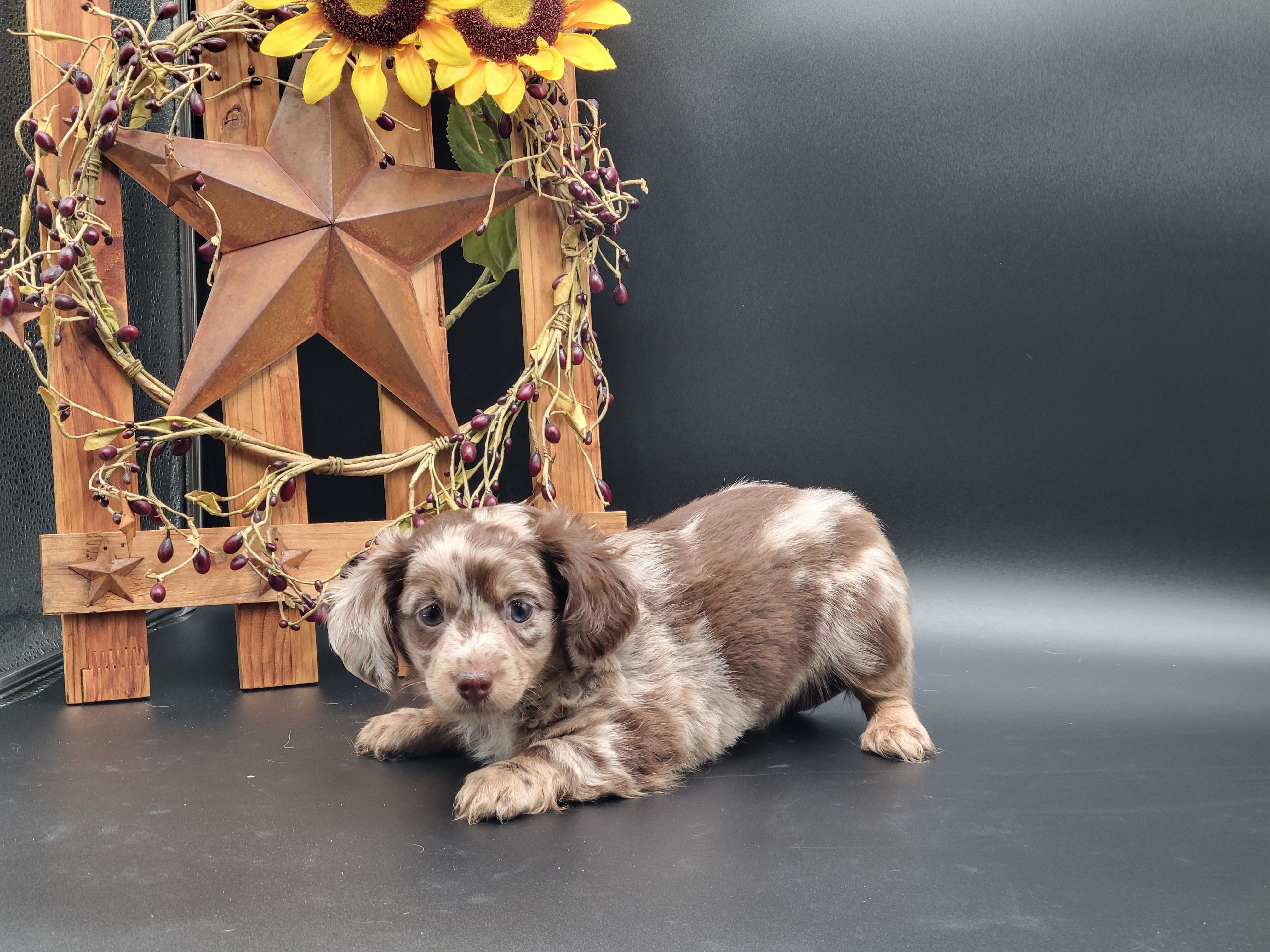 Winston – Dachshund puppy for sale in New Haven, IN