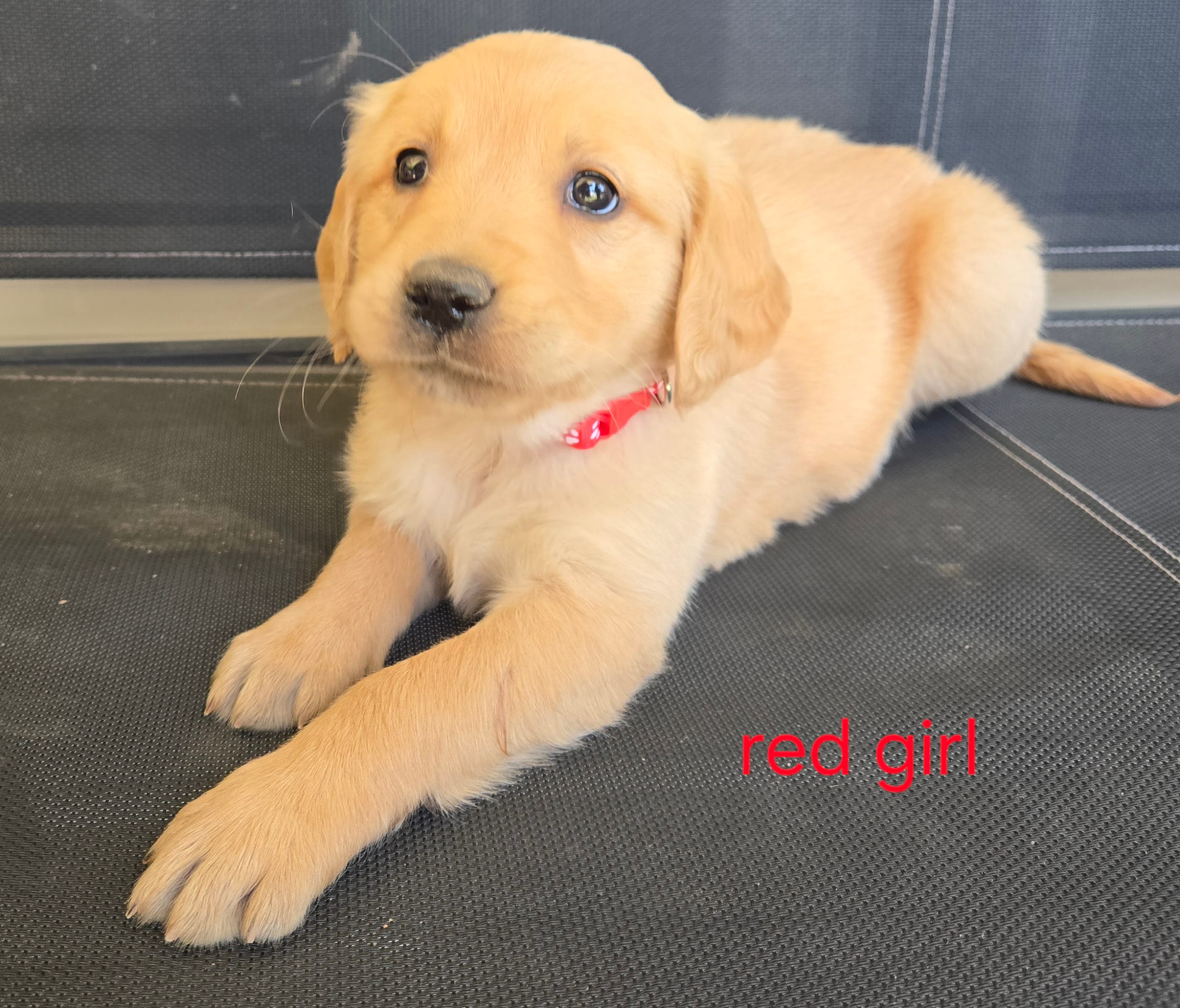 Red girl – Golden Retriever puppy for sale in Bonne Terre, MO