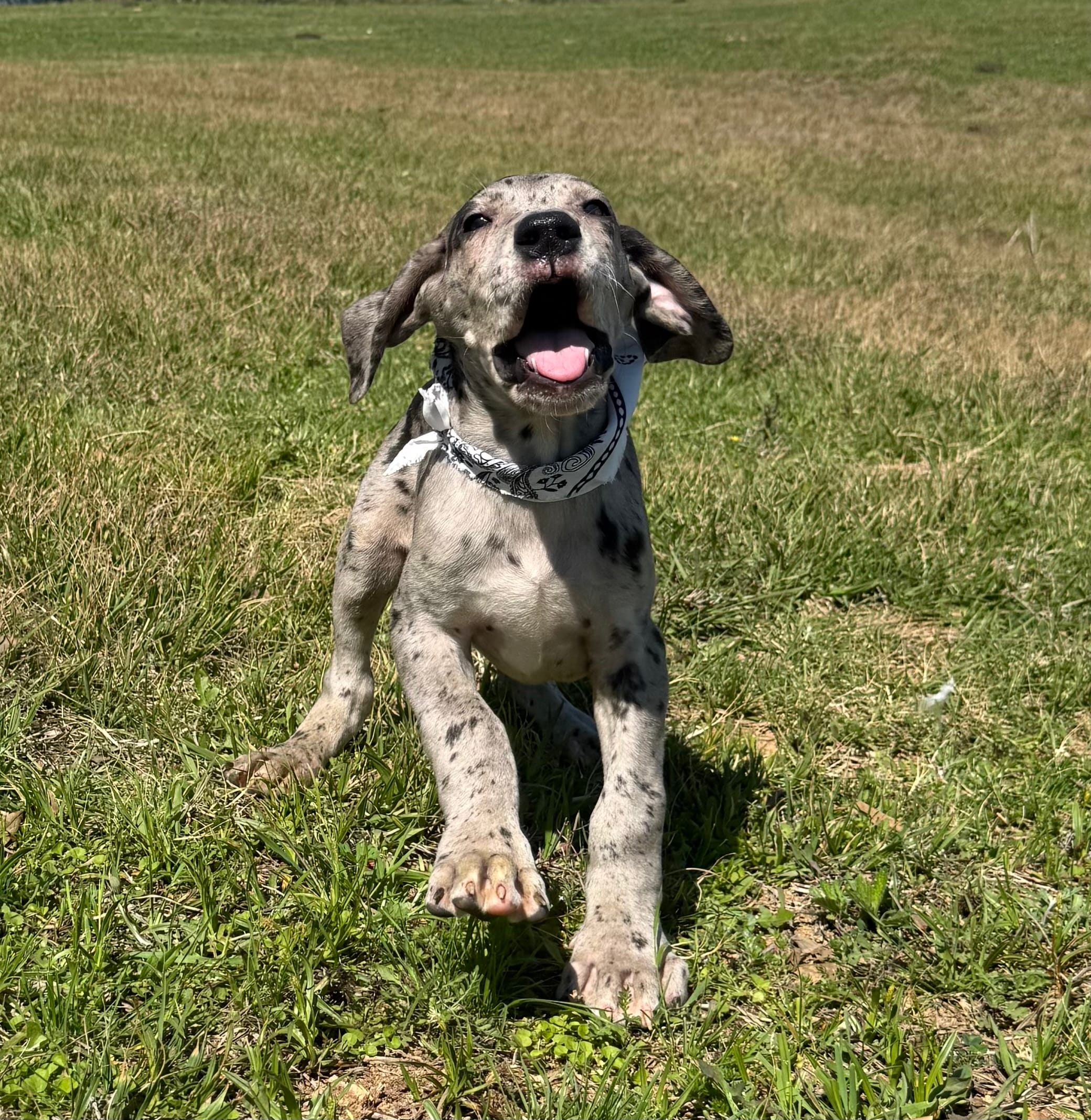 Euro Chandler – Great Dane puppy for sale in Dodge, TX