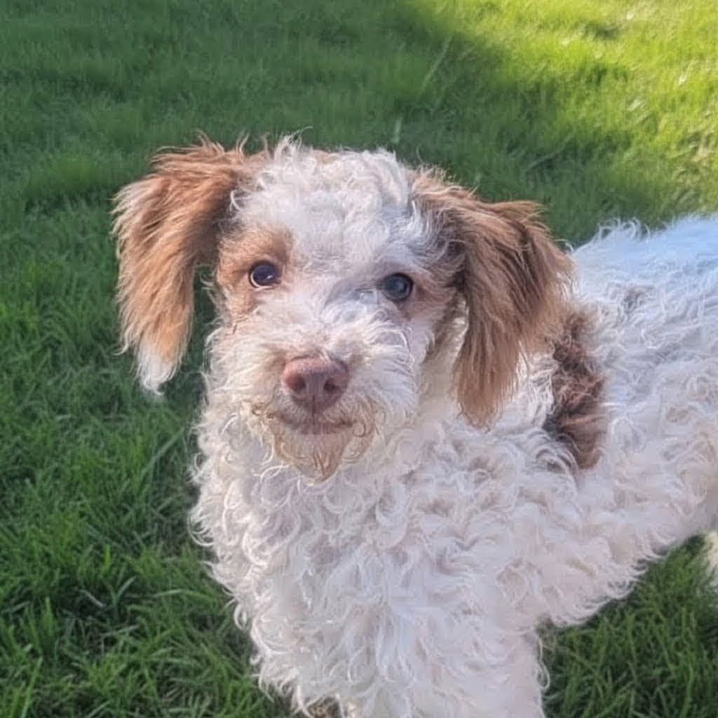 Ben - AKC Mini Poodle purebred – Poodle - Miniature  puppy for sale in Sacramento, CA