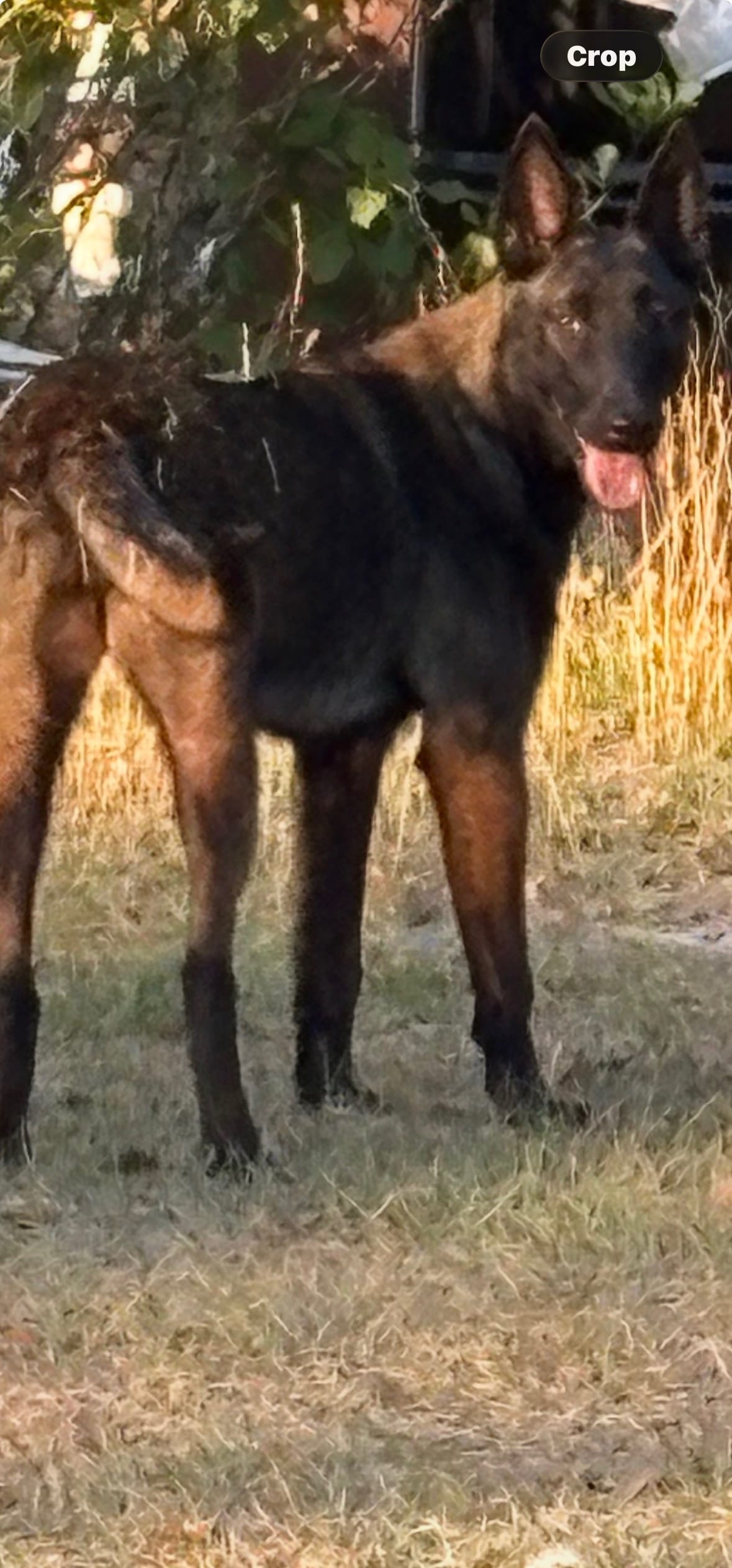 Queen – Belgian Malinois puppy for sale in Lake Butler, FL