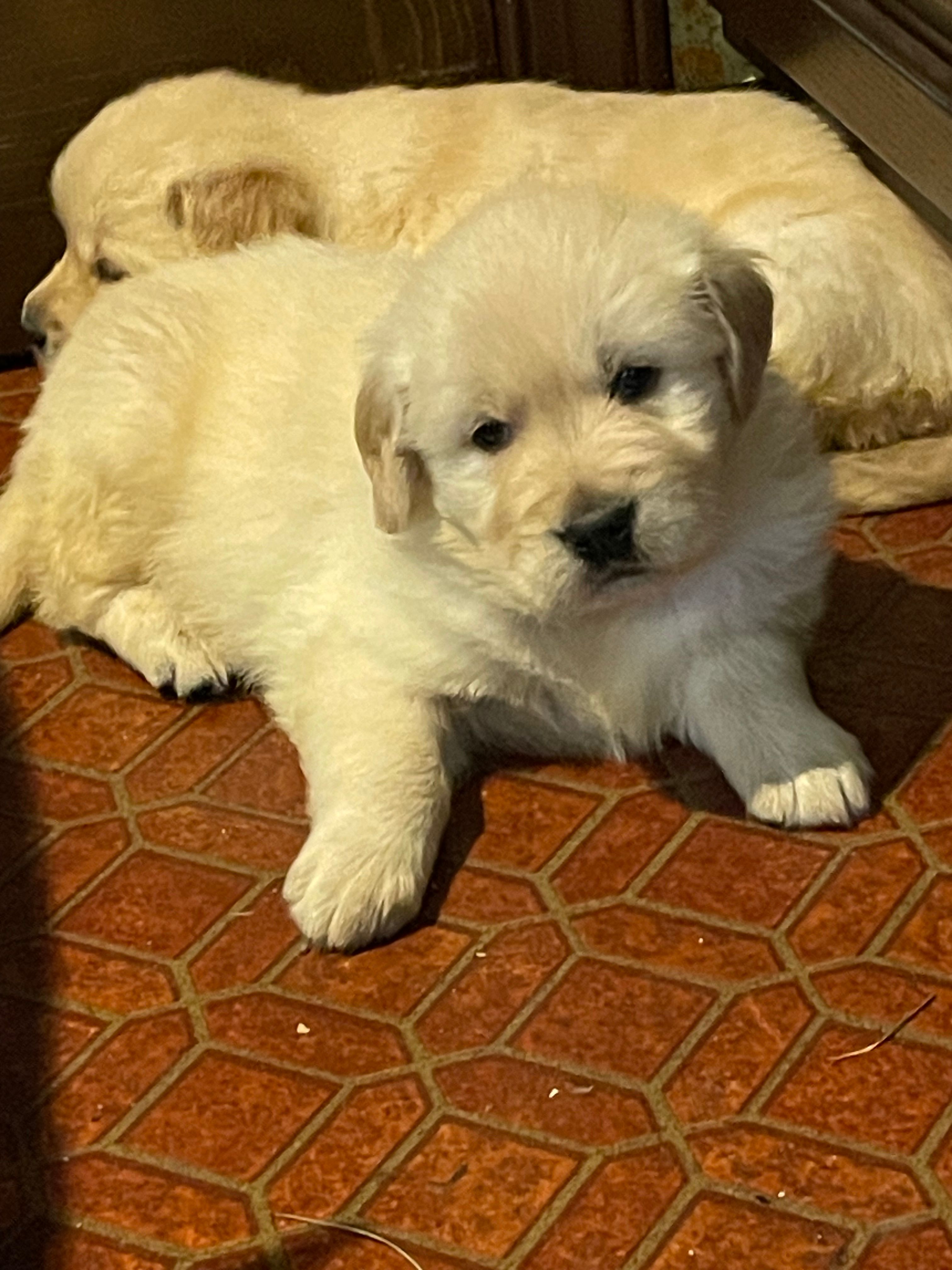 Dot Boy – Golden Retriever puppy for sale in Mendota, IL
