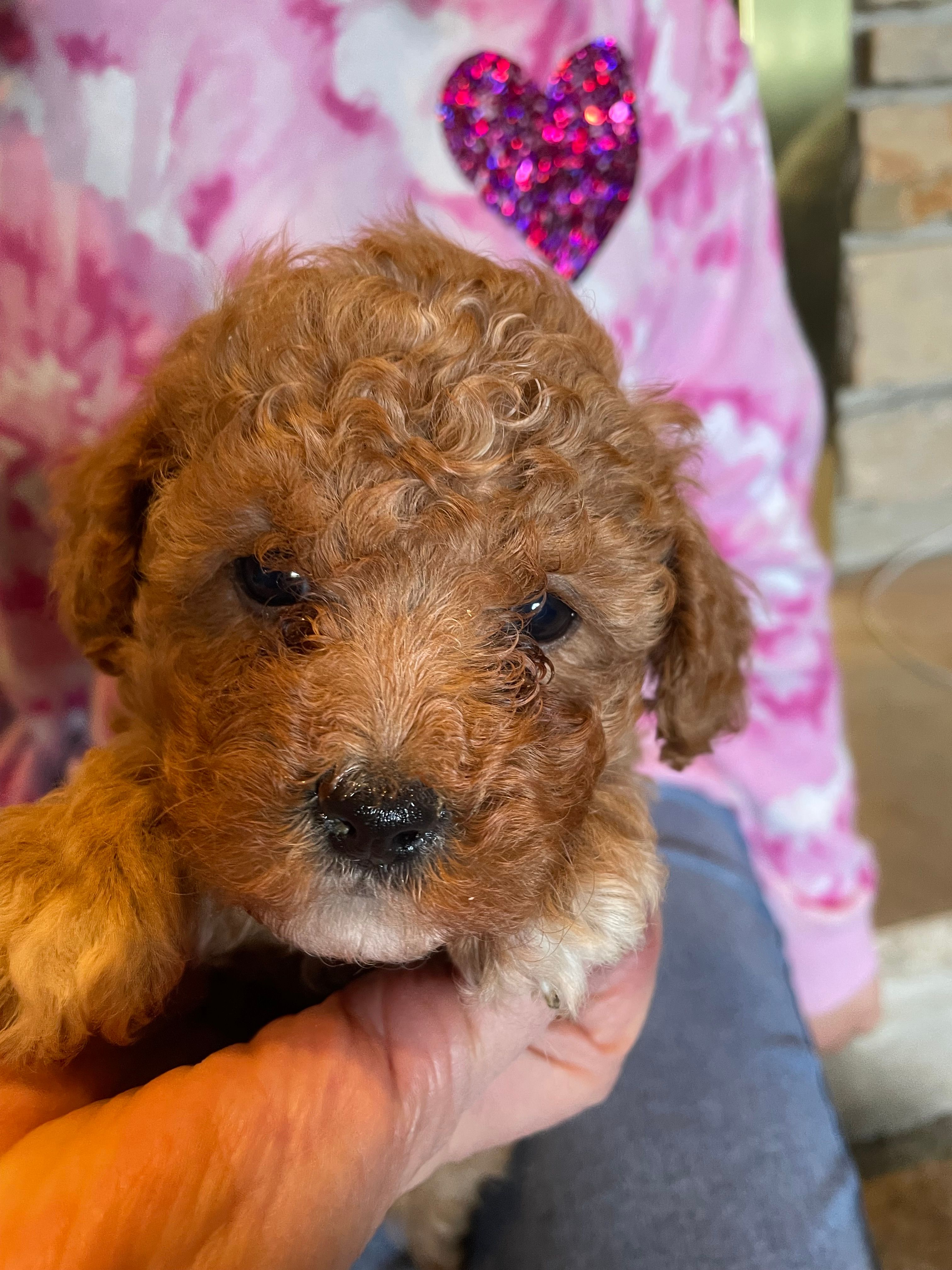 Aubrey Red – Poodle - Toy  puppy for sale in Mendota, IL