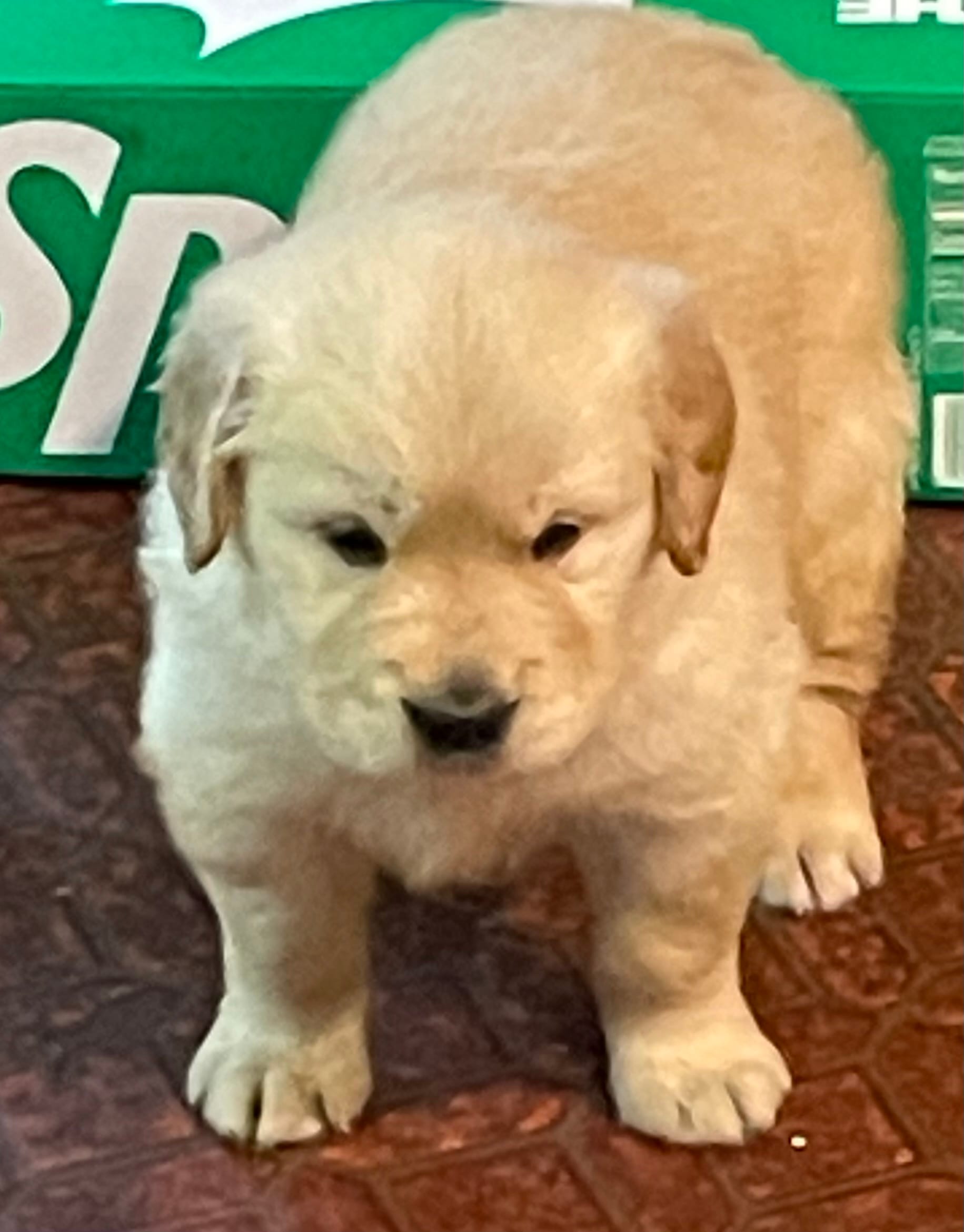 Willy – Golden Retriever puppy for sale in Mendota, IL