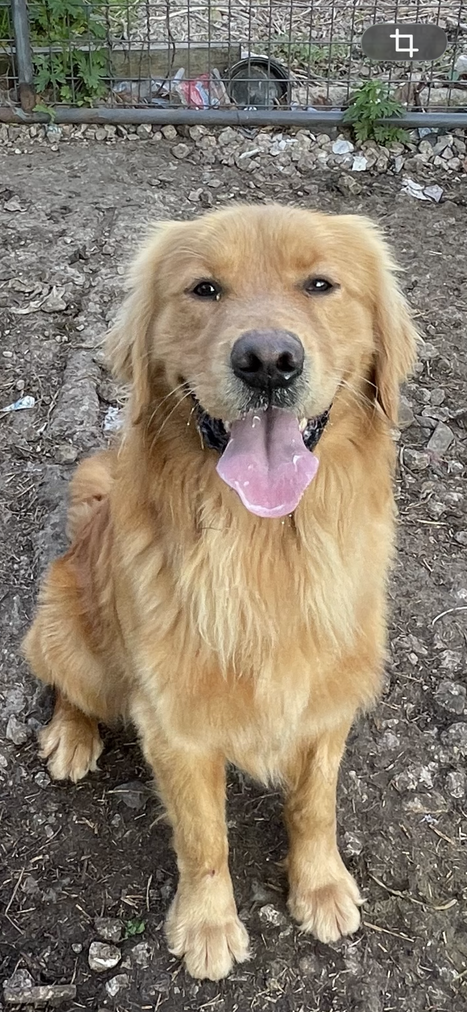 Dash – Golden Retriever puppy for sale in Mendota, IL