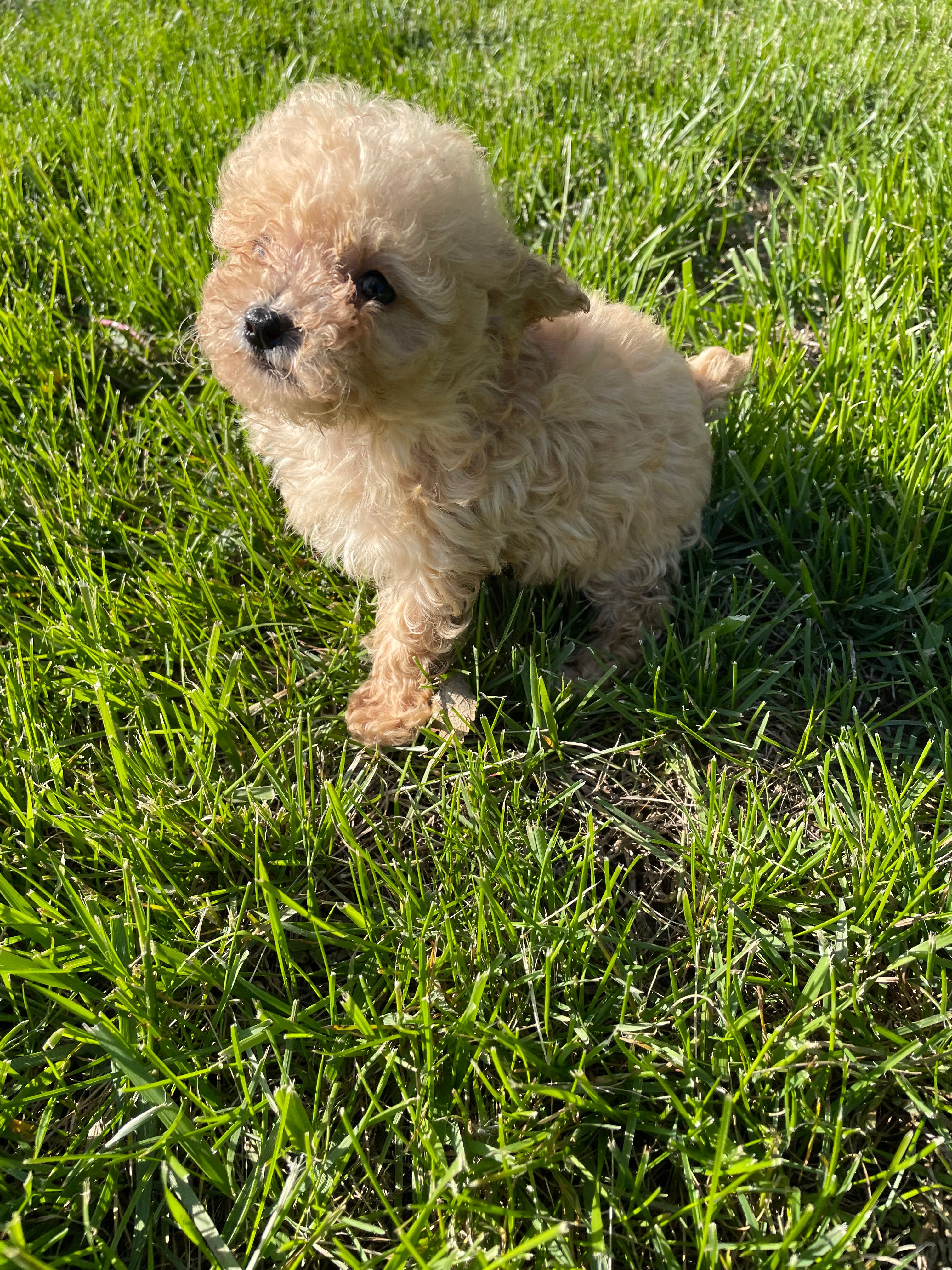 Ears – Poodle - Toy  puppy for sale in Mendota, IL