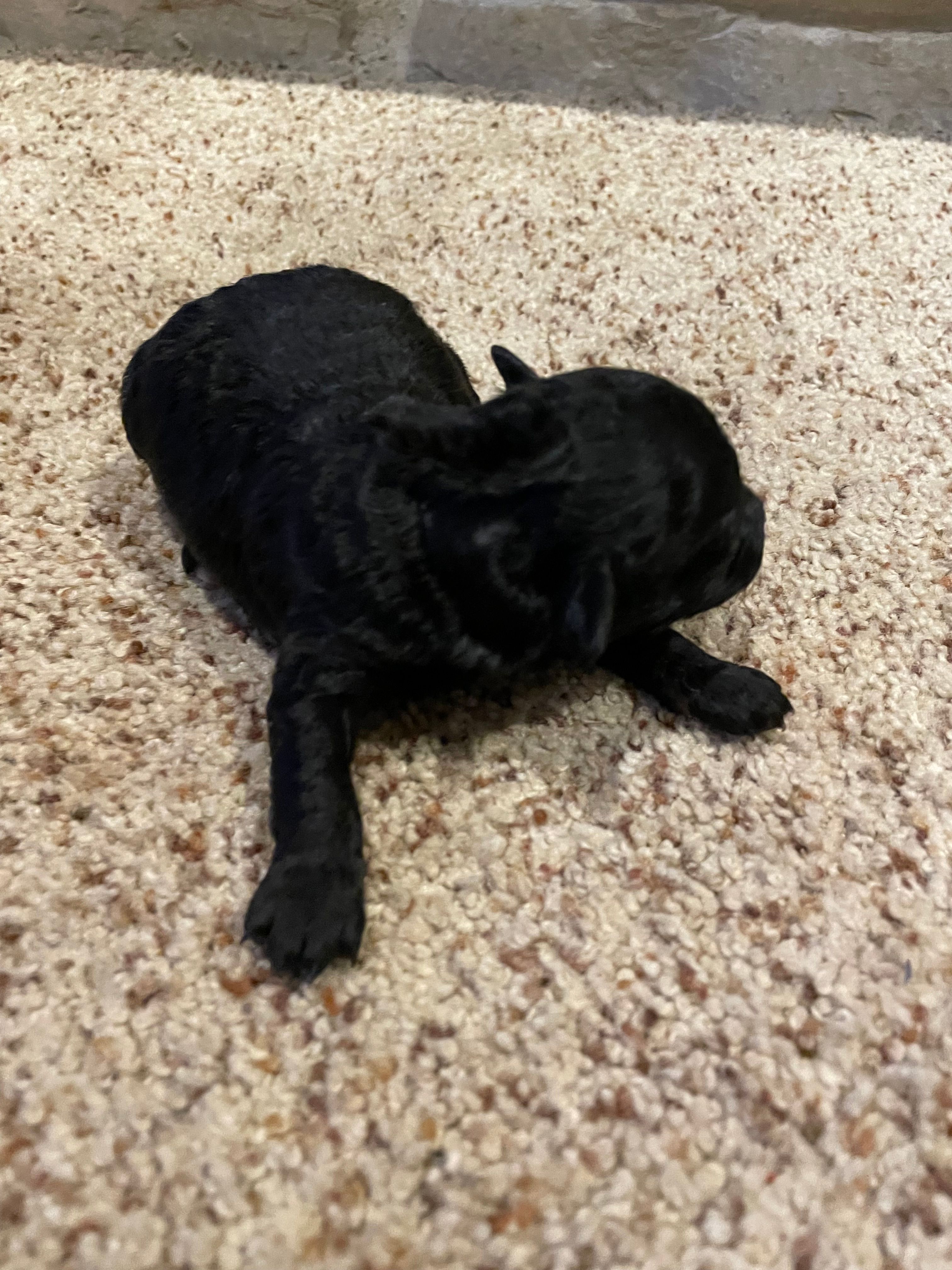 AKC Nicki – Poodle - Toy  puppy for sale in Mendota, IL