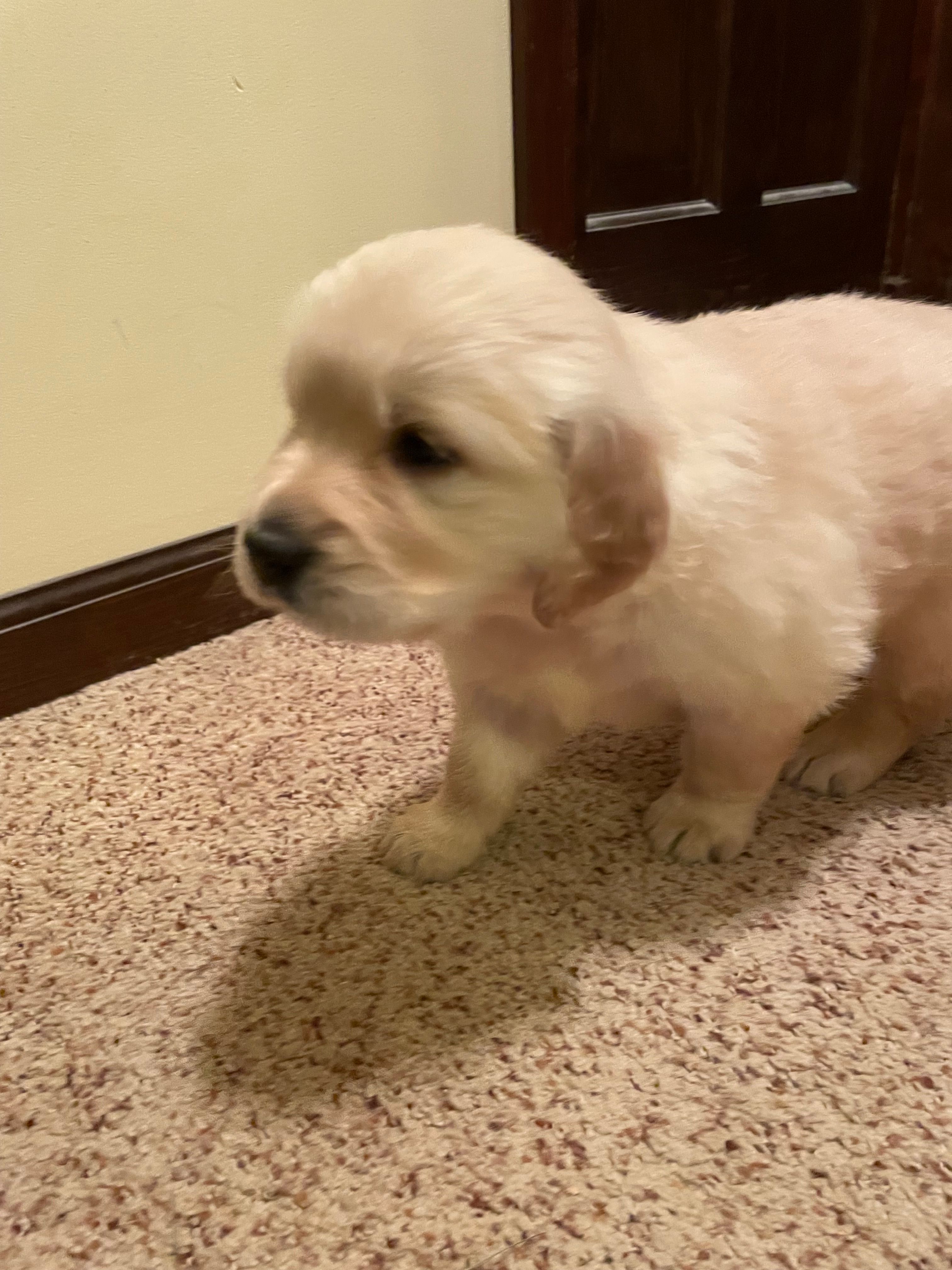 Dot Girl – Golden Retriever puppy for sale in Mendota, IL