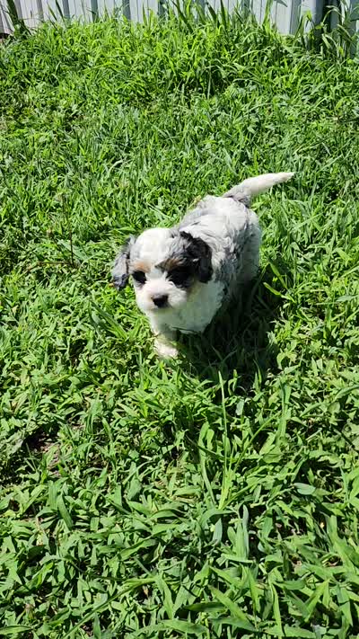 Lars, a male Cavapoo for sale in Seward, NE – 2 of 4