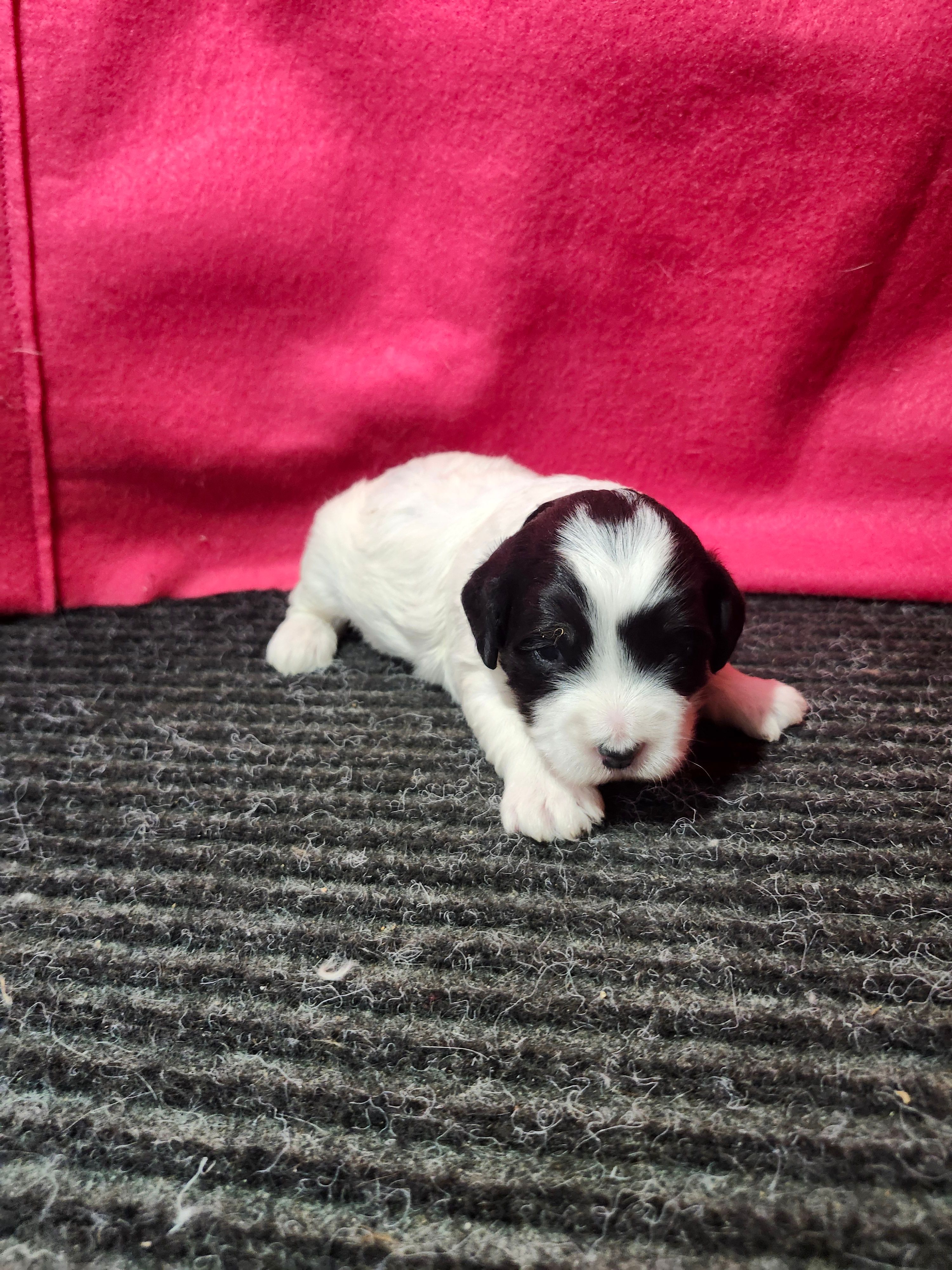 Jared – Bernedoodle puppy for sale in Seward, NE