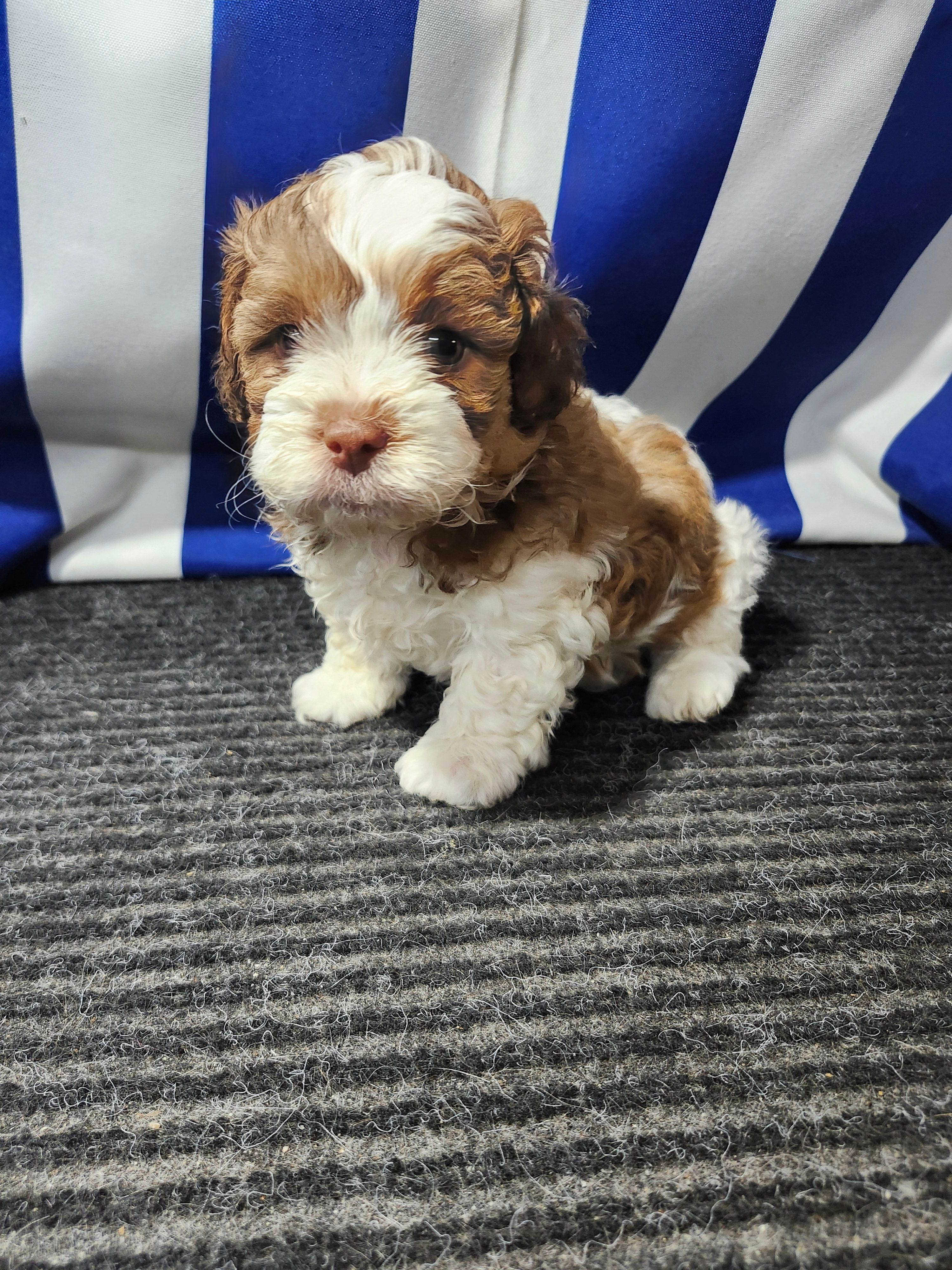 Rick – Shihpoo puppy for sale in Seward, NE