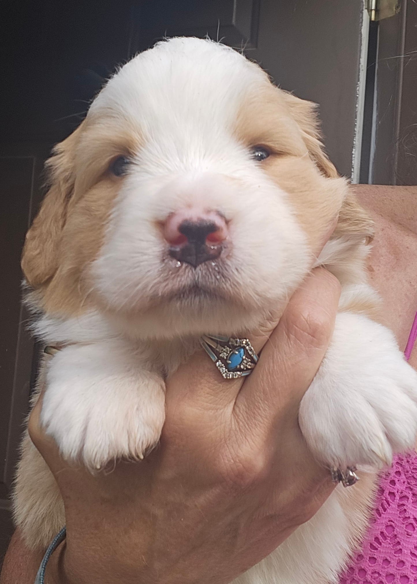 Light sable Great Bernese  – Bernese Mountain Dog, Great Pyrenees puppy for sale in Arlington, WA