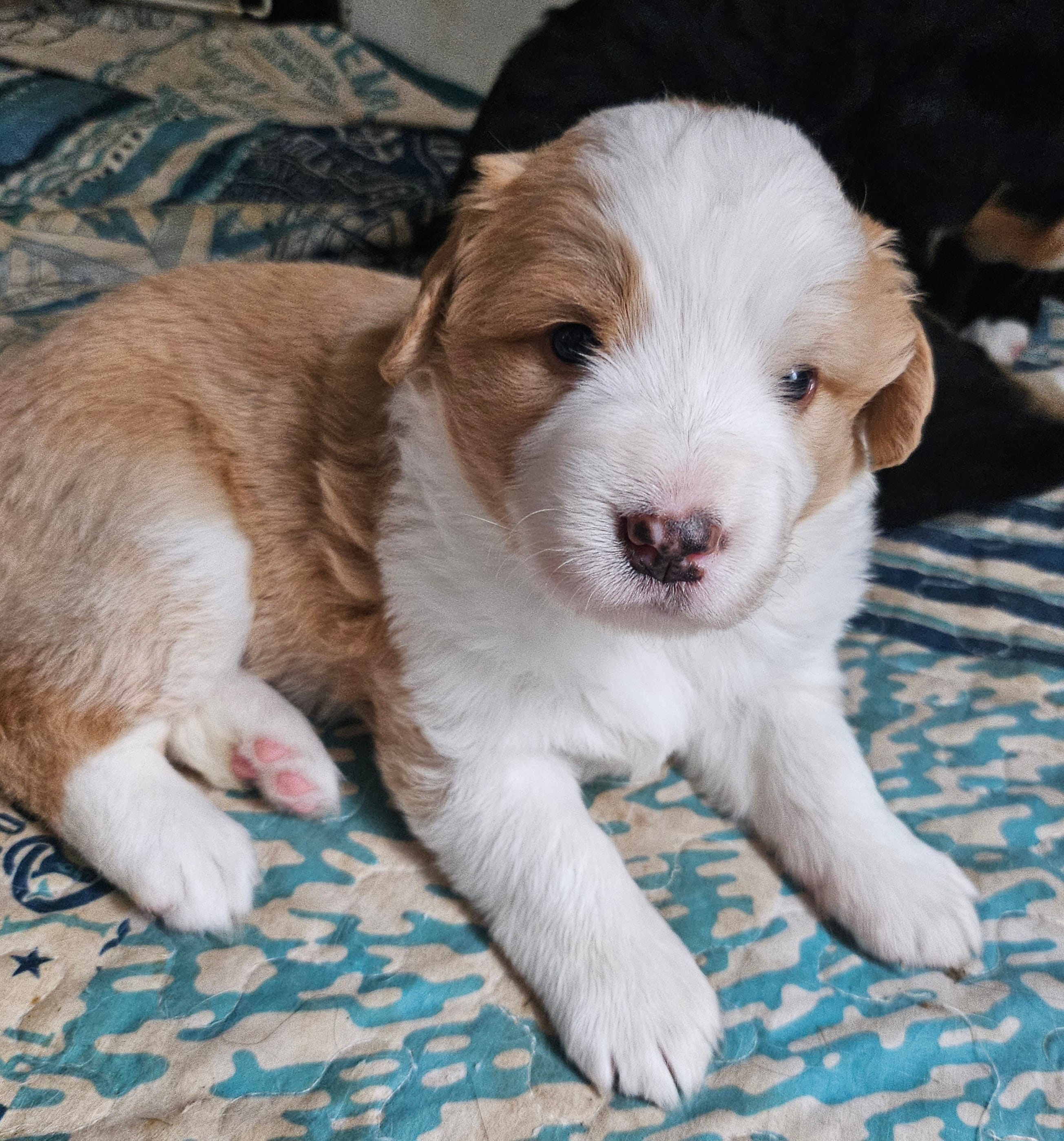 Light sable Great Bernese  – Bernese Mountain Dog, Great Pyrenees puppy for sale in Arlington, WA