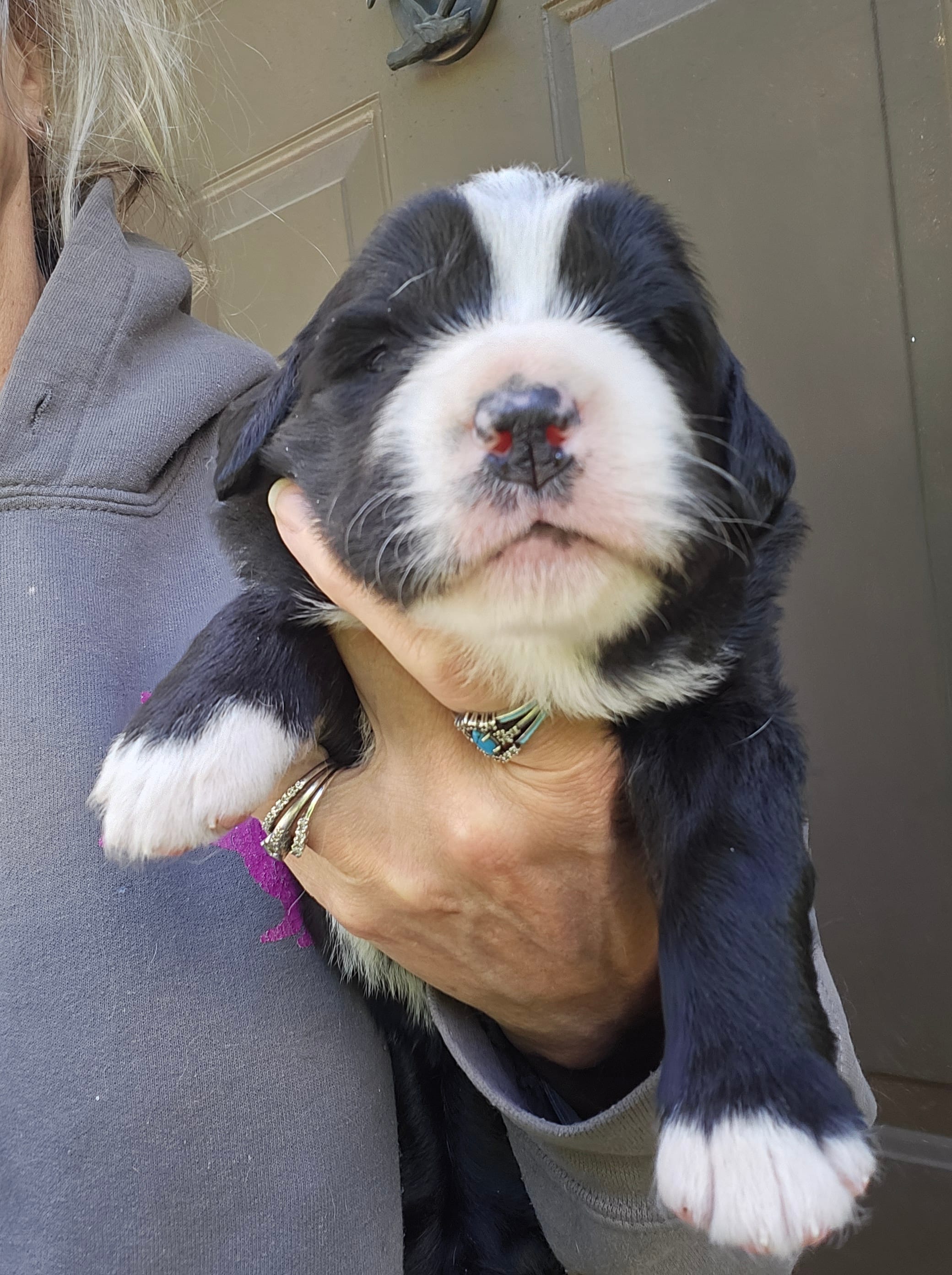 Black and white Great Bernese  – Bernese Mountain Dog, Great Pyrenees puppy for sale in Arlington, WA