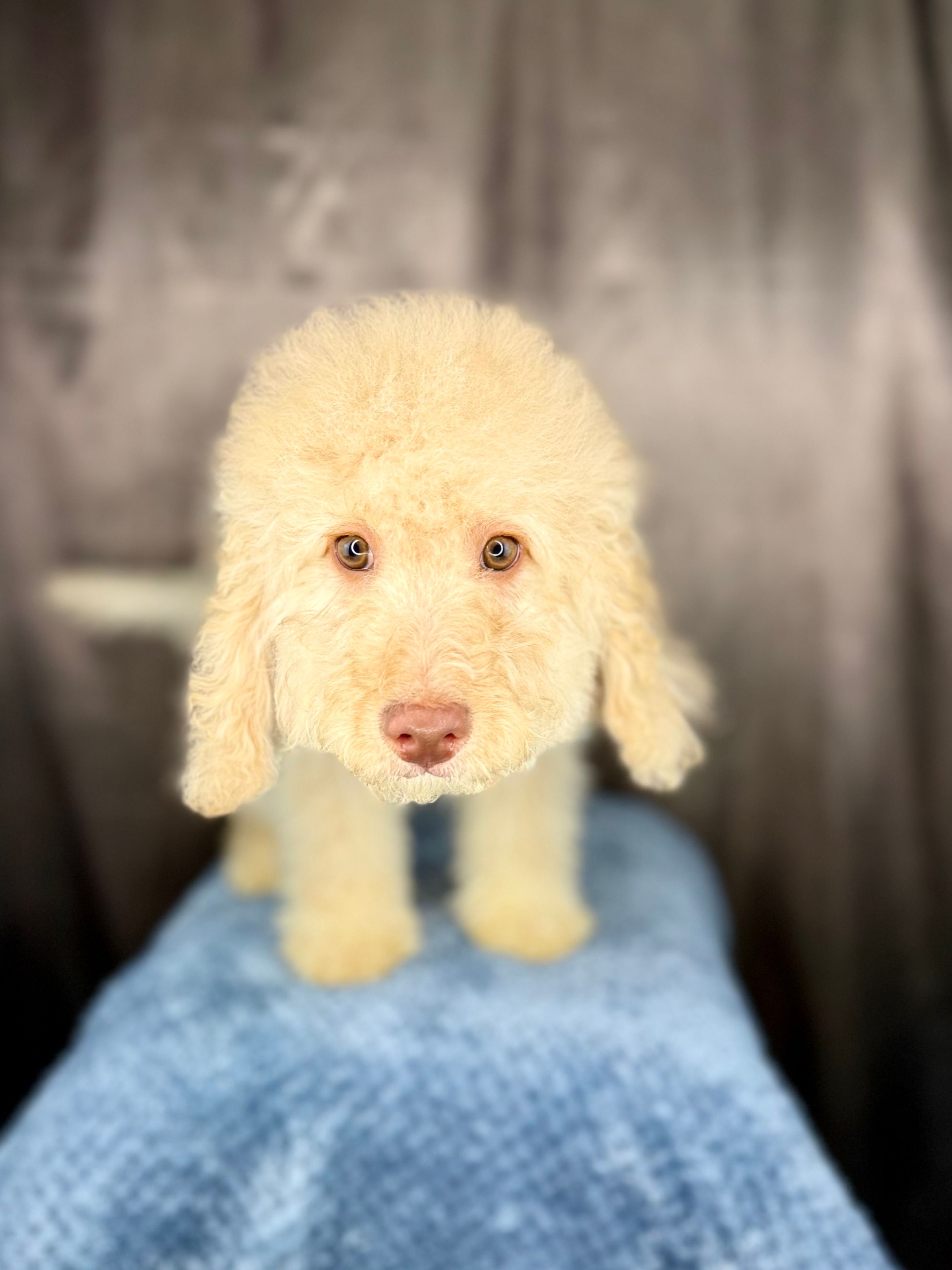Michelangelo – Miniature Bernedoodle puppy for sale in Wellsboro, PA